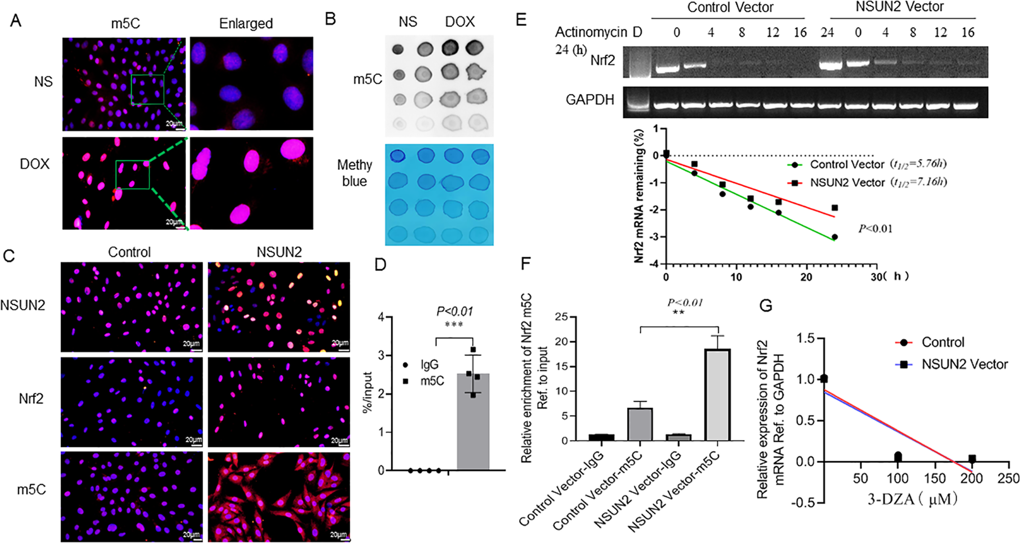 Fig. 6: NSUN2 promotes Nrf2 mRNA m5C methylation modification in H9C2 cells.