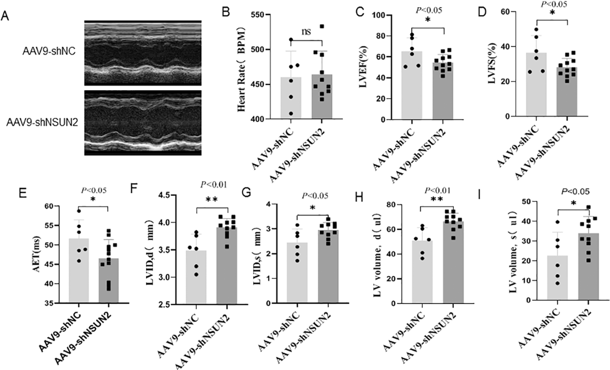 Fig. 7: NSUN2 is involved in the composition of mouse heart structure.