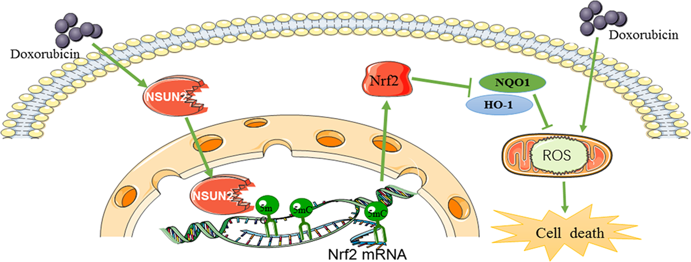 Fig. 8: Scheme of NSUN2 in DOX-induced myocardial injury.