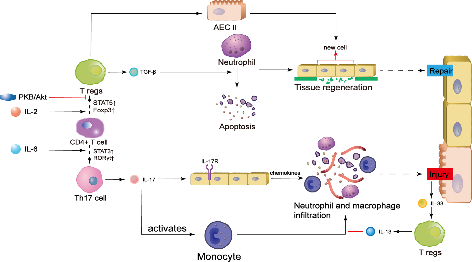 Arsenic Trioxide Induces Apoptosis of Human Monocytes during Macrophagic  Differentiation through Nuclear Factor-κB-Related Survival Pathway  Down-Regulation