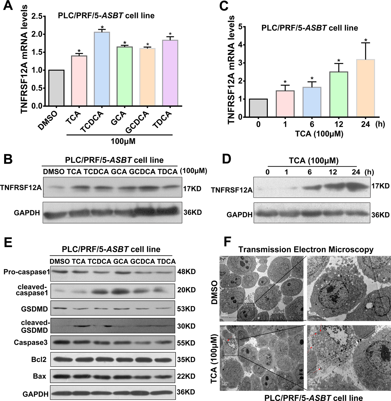 Fig. 4: Conjugated BAs induced TNFRSF12A expression and pyroptosis in hepatocytes.
