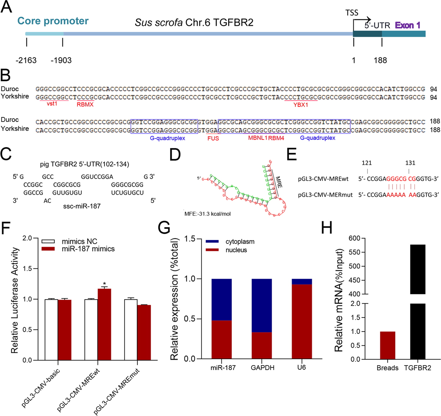 Fig. 1: miR-187 targets the 5′-UTR of the sow TGFBR2 gene.