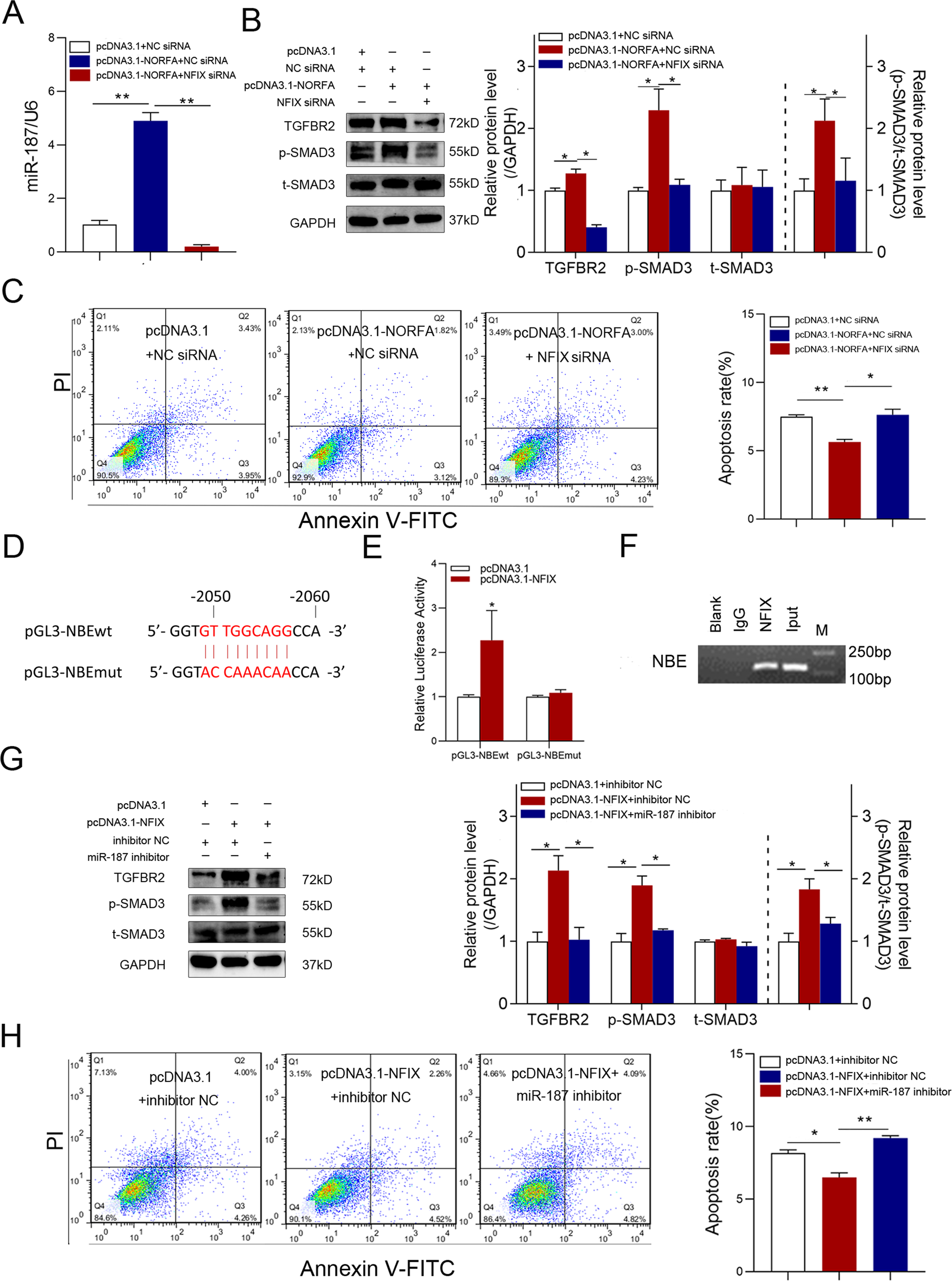 Fig. 6: NORFA regulates TGF-β signaling and apoptosis in sow GCs through an NFIX/miR-187 axis.