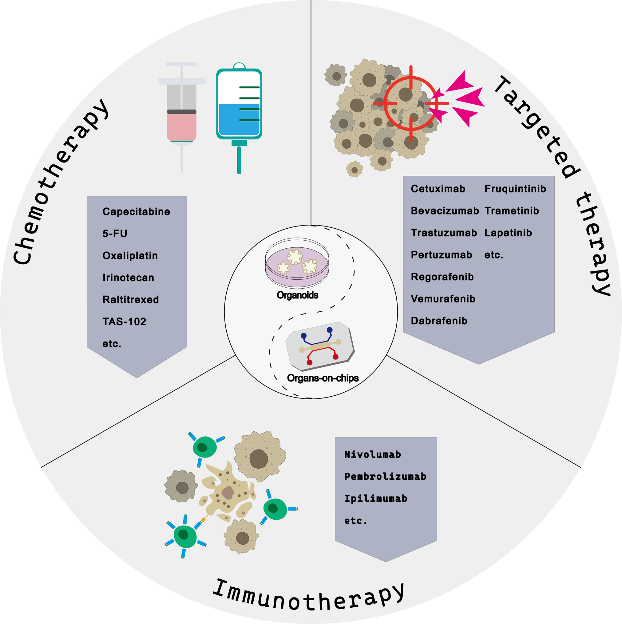 Organoids and organs-on-chips insights into predicting the efficacy of systemic treatment in colorectal cancer Cell Death Discovery photo