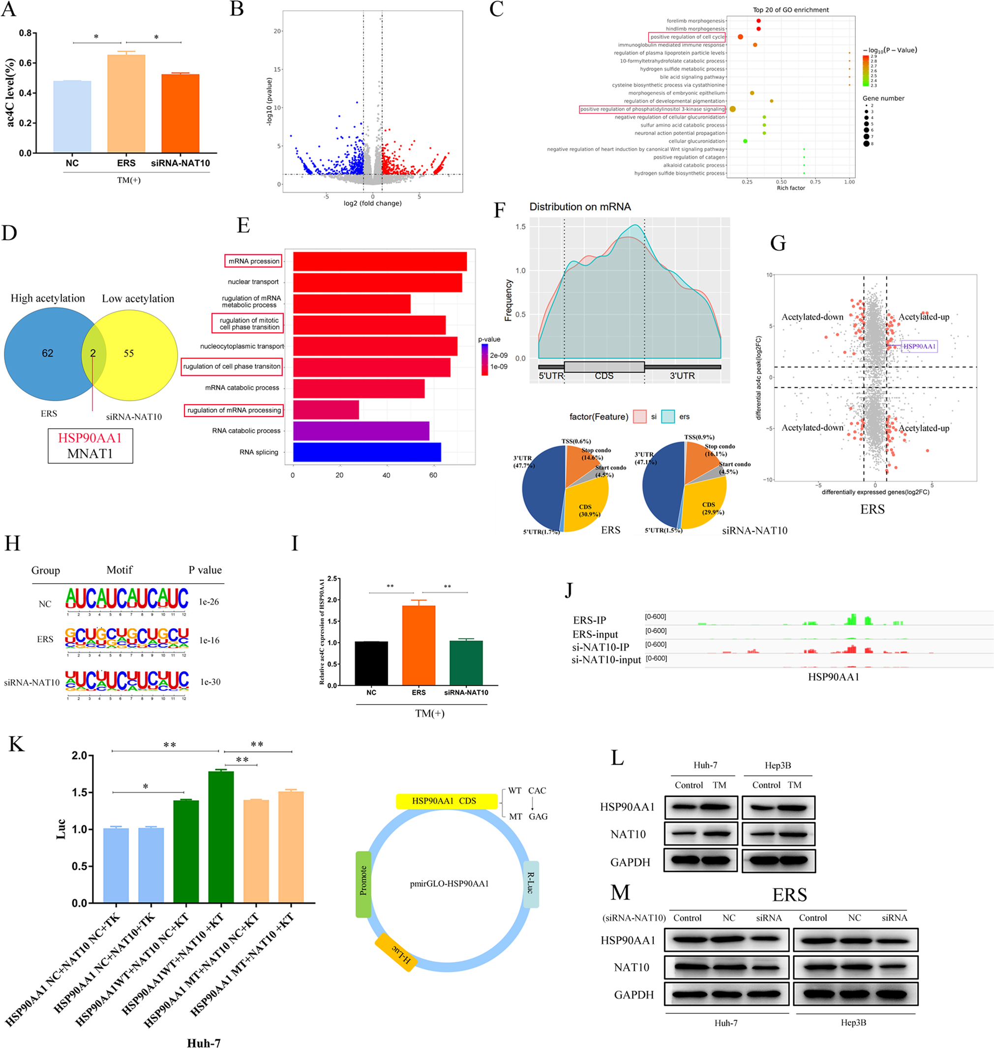 Fig. 5: HSP90AA1 is a downstream regulatory target of NAT10.
