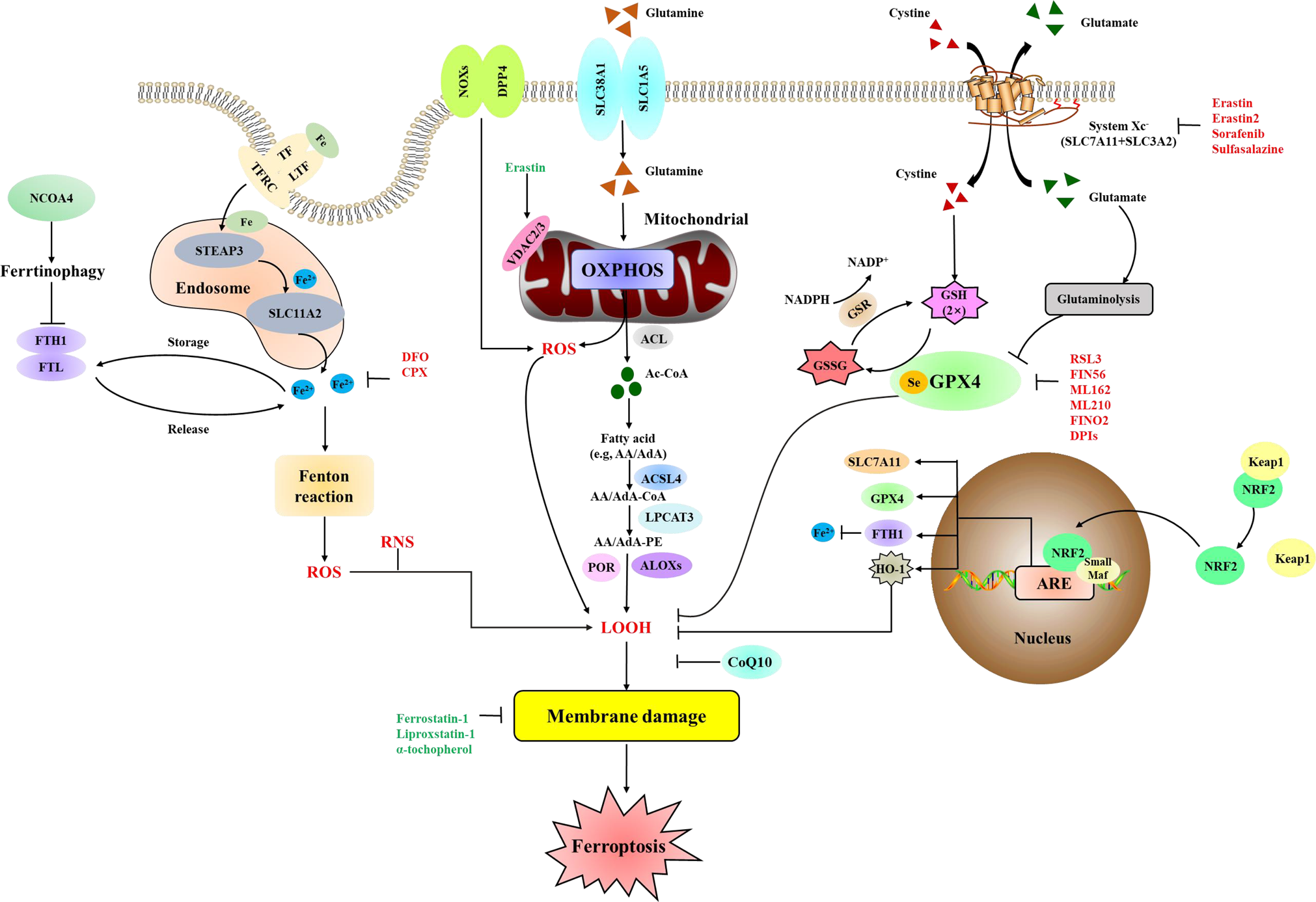 glutathione ards Ferroptosis, pyroptosis and necroptosis in acute respiratory distress  syndrome