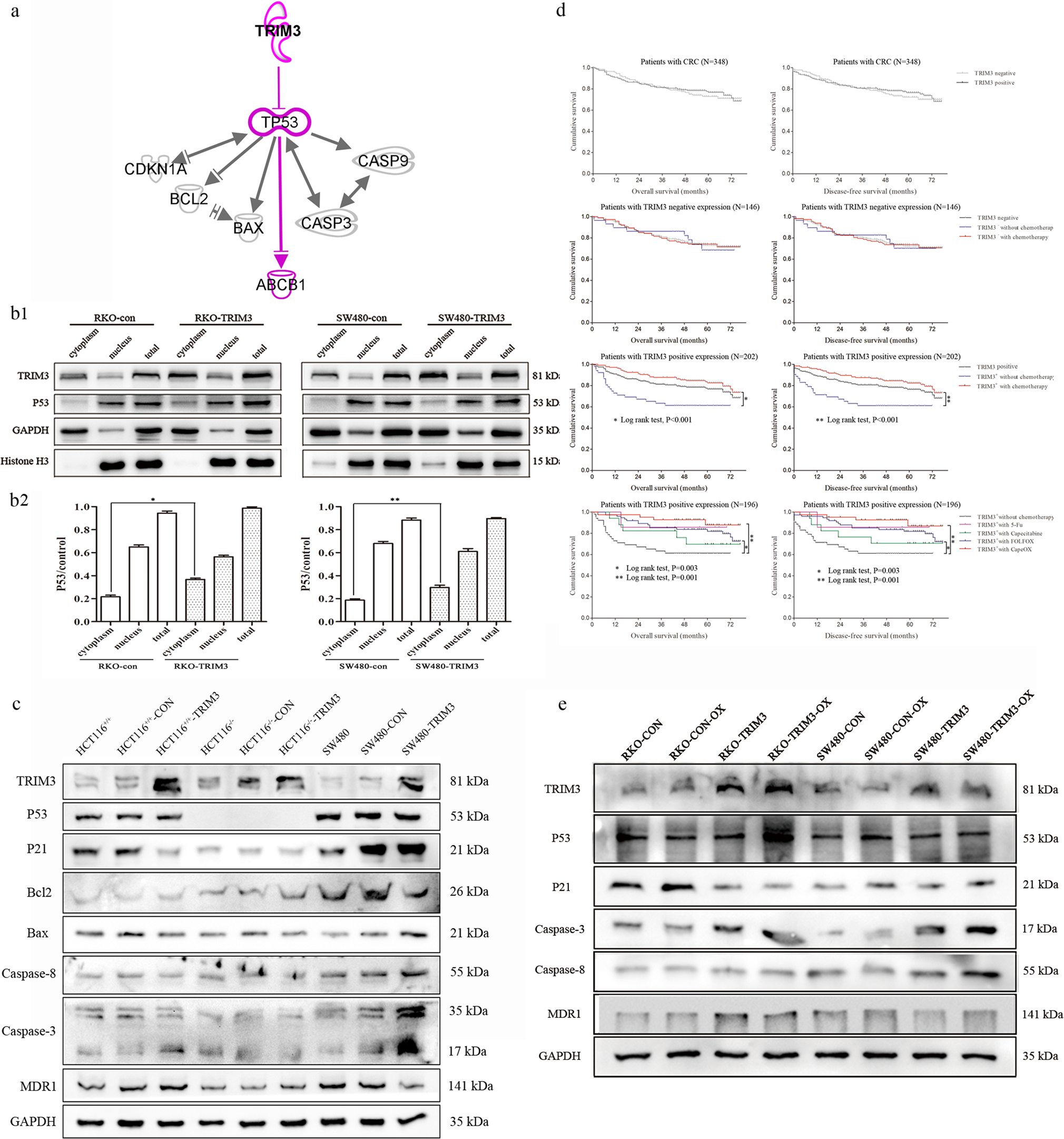 Fig. 4: TRIM3 could alter downstream pathway of p53 and MDR1 expression by retaining p53 in the cytoplasm to decrease its nuclear expression.