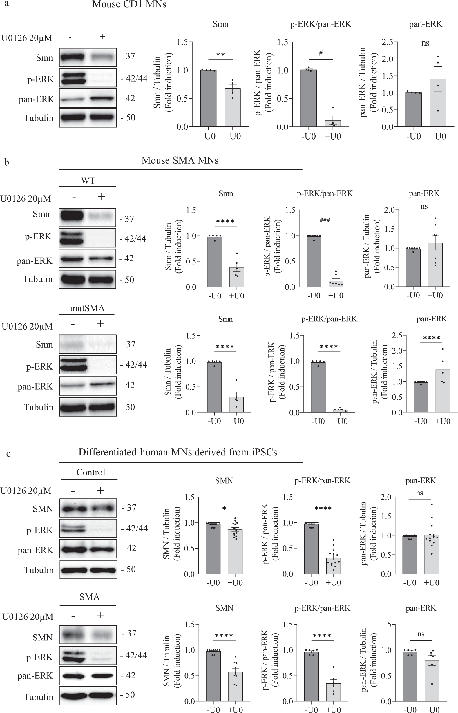 Fig. 2: ERK MAPK pathway regulates SMN protein level in MNs.