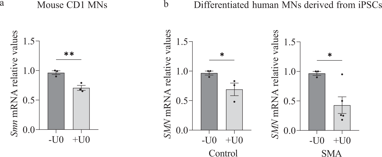 Fig. 3: ERK MAPK pathway regulate SMN mRNA levels in MNs.