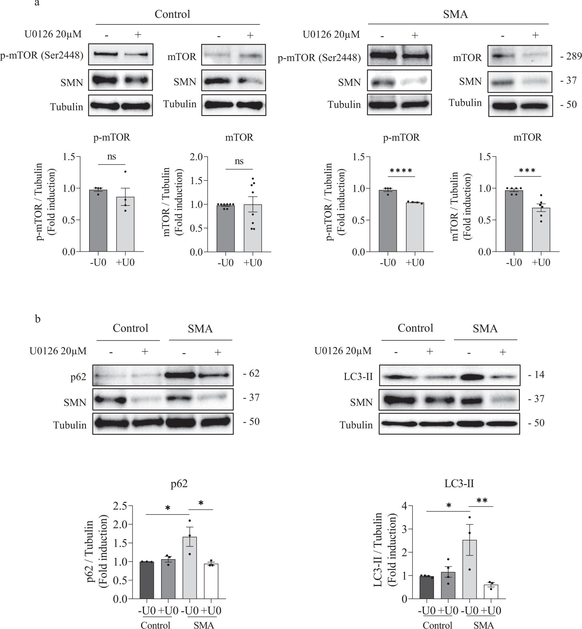 Fig. 4: ERK MAPK inhibition regulates mTOR phosphorylation and autophagy markers in human SMA MN.