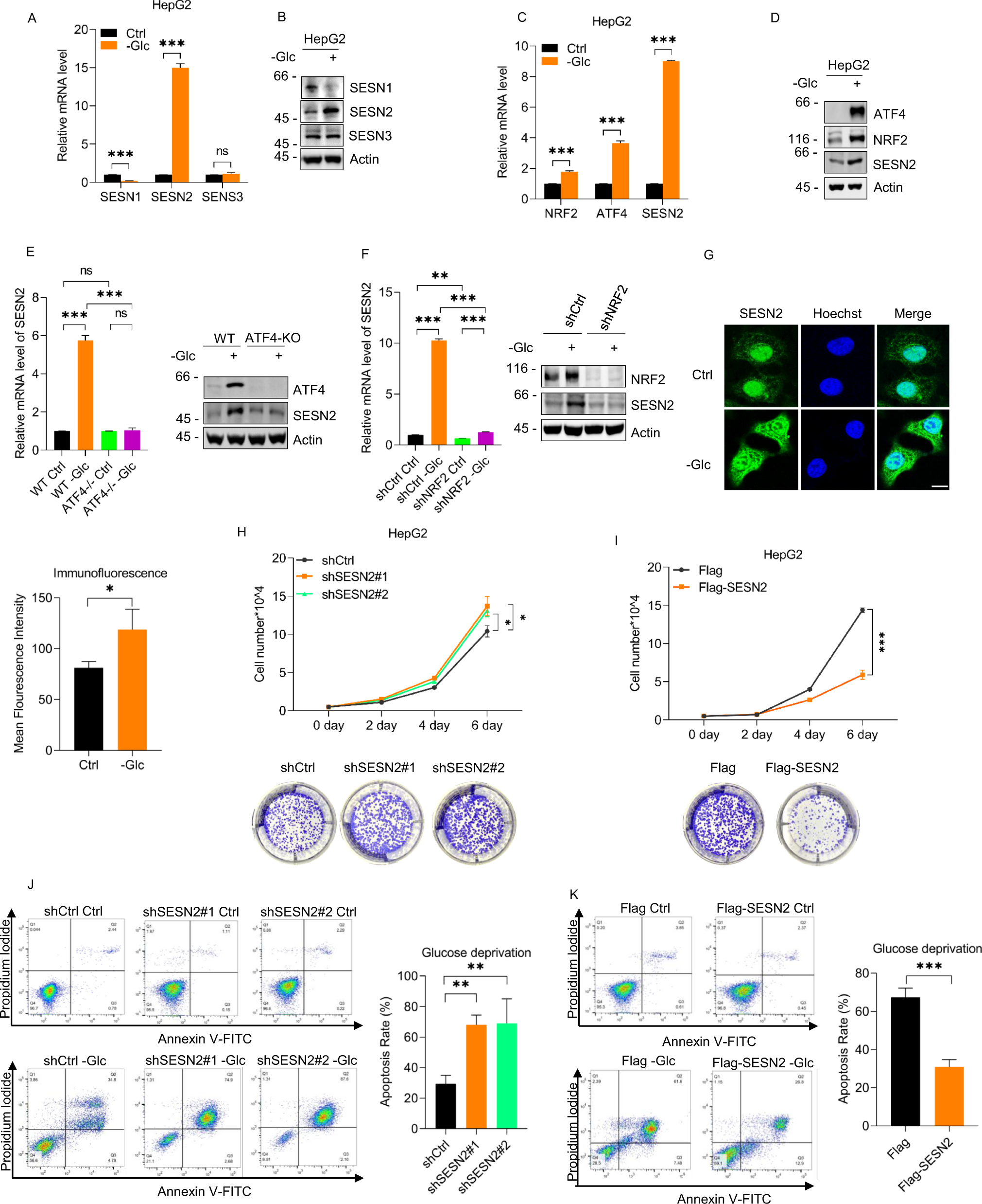 Fig. 1: Glucose-deprivation stress upregulates SESN2 through NRF2 and ATF4 to suppress growth and protect cells from apoptosis.