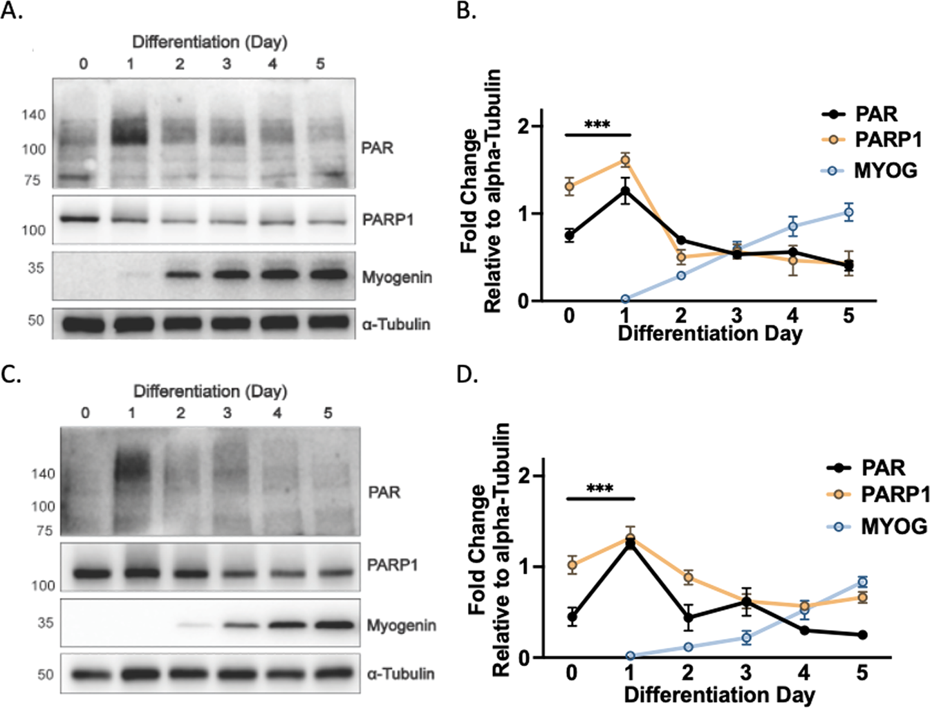 Fig. 1: PARP1 and PARylation are dynamic during myogenesis.