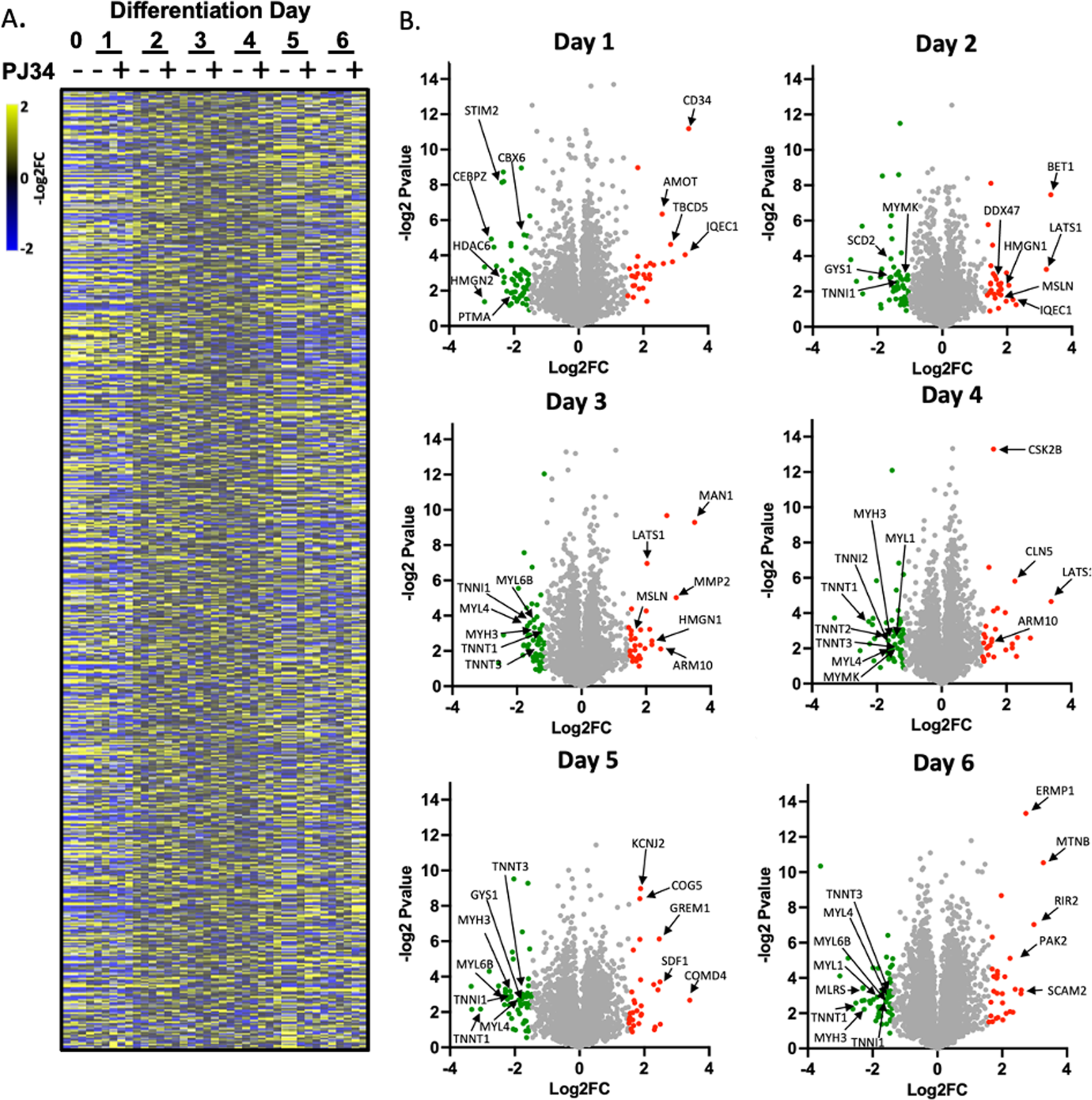 Fig. 4: The PARP1-regulated proteome in differentiating skeletal muscle.