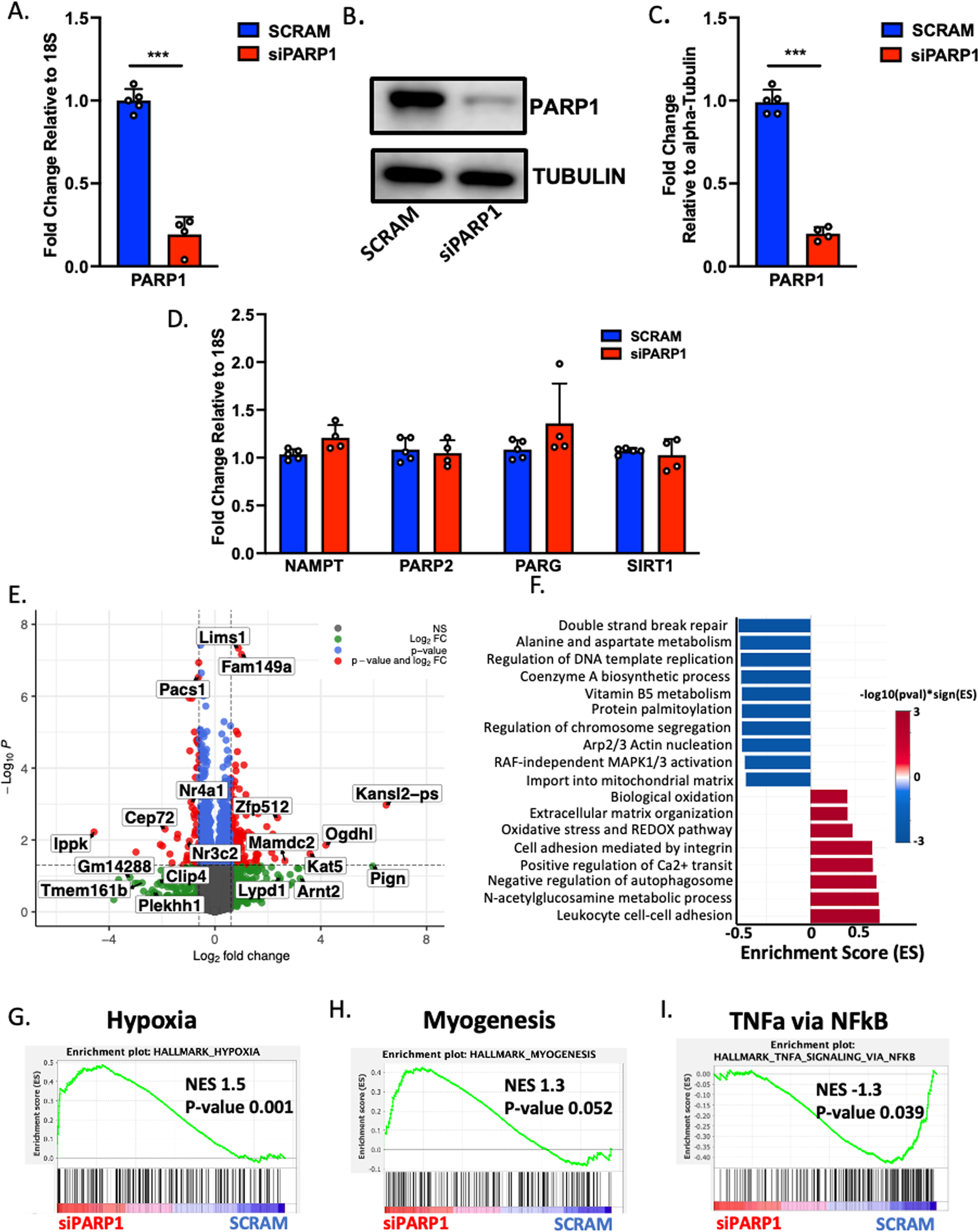 Fig. 6: PARP1 transcriptome in myoblasts.