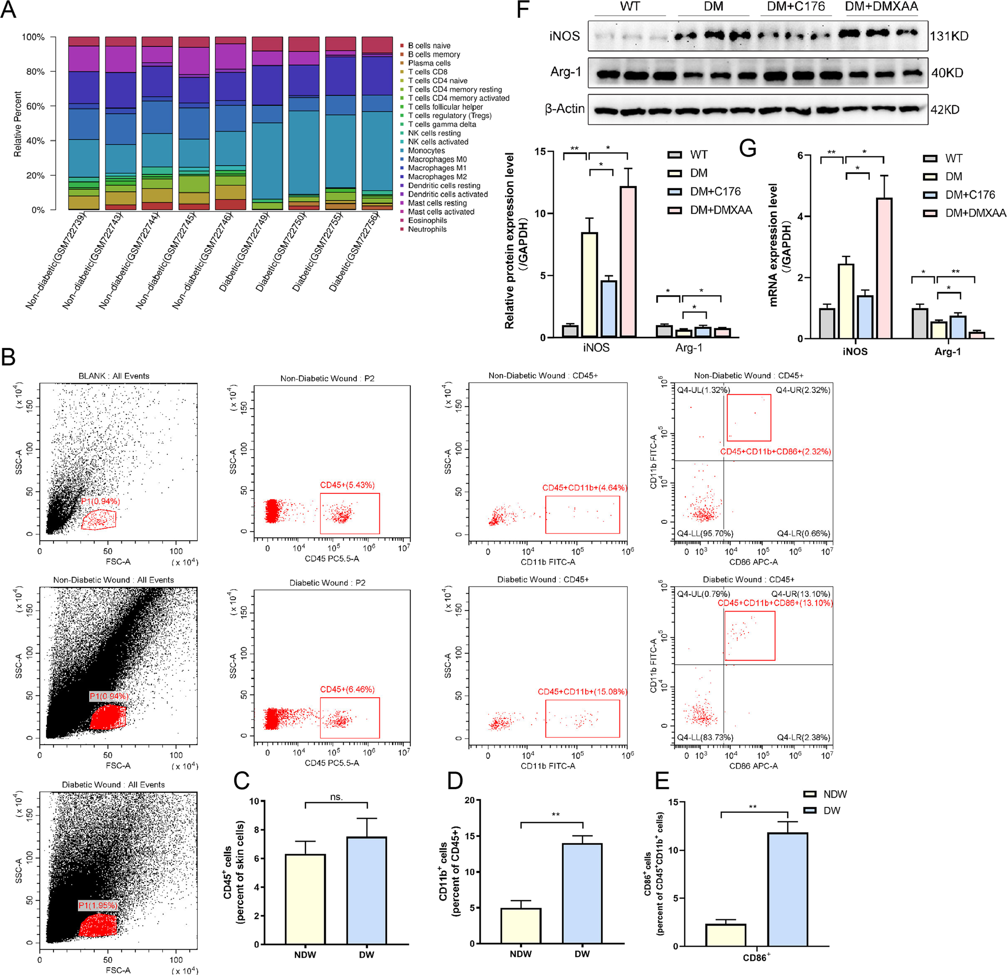Fig. 5: STING activation promotes M1 polarization of macrophages in DW healing.