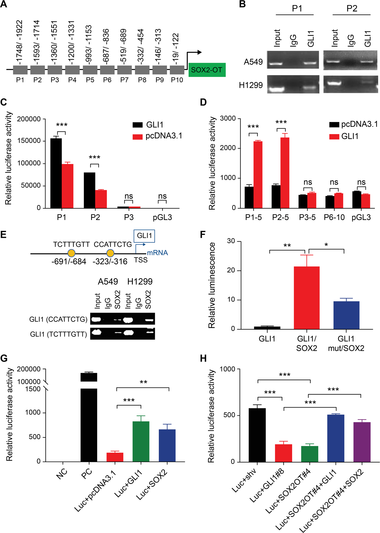 Fig. 3: GLI1 acts as a transcription factor to initiate SOX2OT transcription by directly interacting with its promoter.