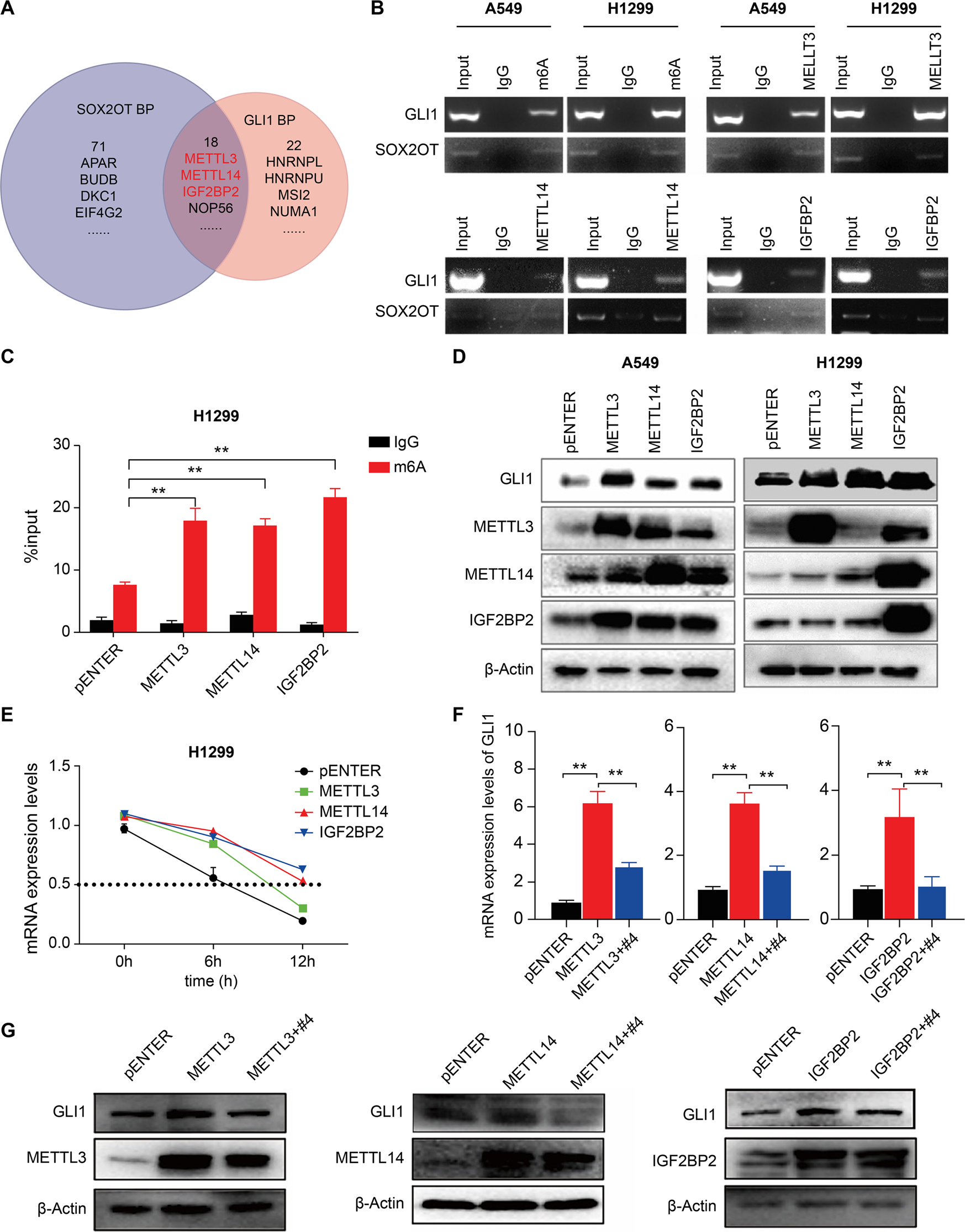 Fig. 4: SOX2OT-dependent m6A modification and stabilization of GLI1 mRNA by METTL3/14 and IGF2BP2.