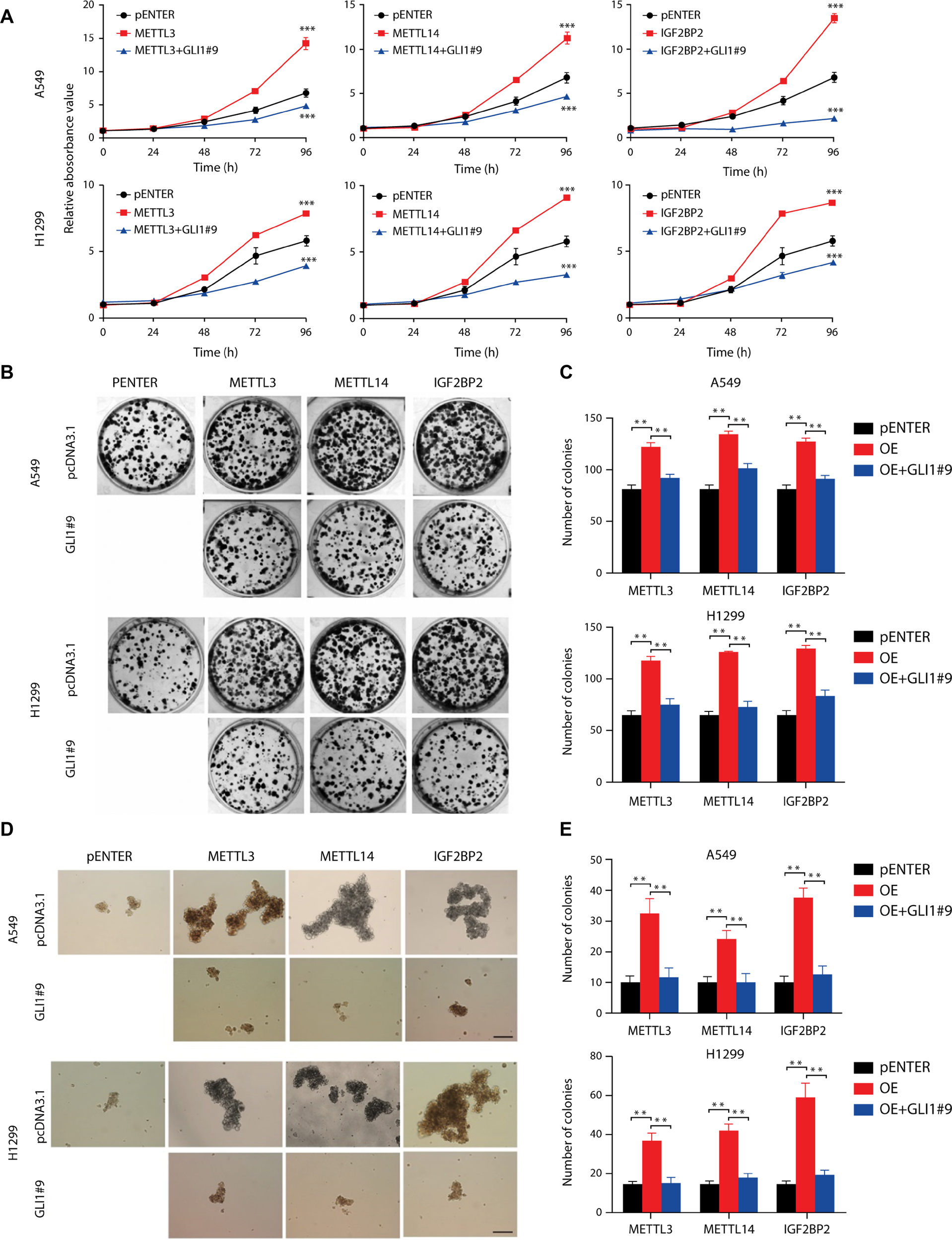 Fig. 5: METTL3/14/IGF2BP2-mediated proliferation of NSCLC stem cells upon GLI1 repression.