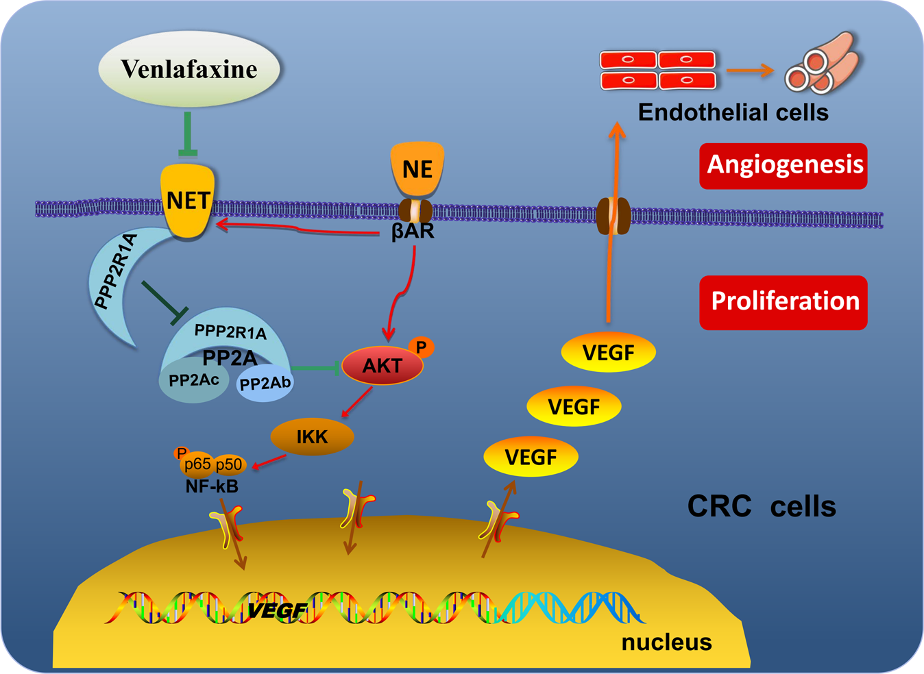 Fig. 7: A model for venlafaxine (VEN) antagonizing the NE-promoted colon cancer progression by inhibiting NET.