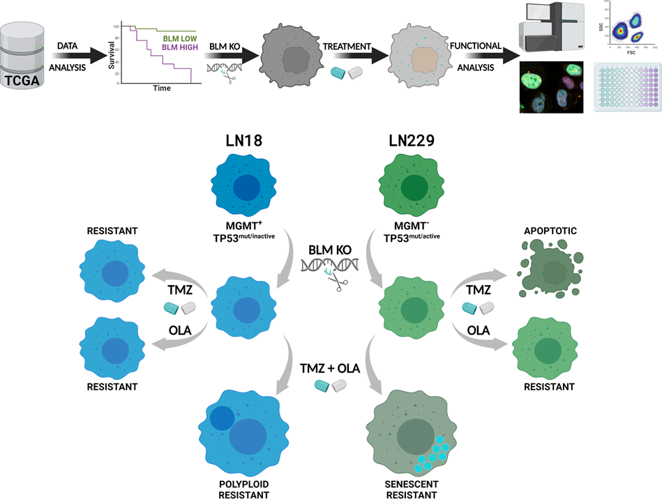 BLM helicase overexpressed in human gliomas contributes to diverse  responses of human glioma cells to chemotherapy | Cell Death Discovery
