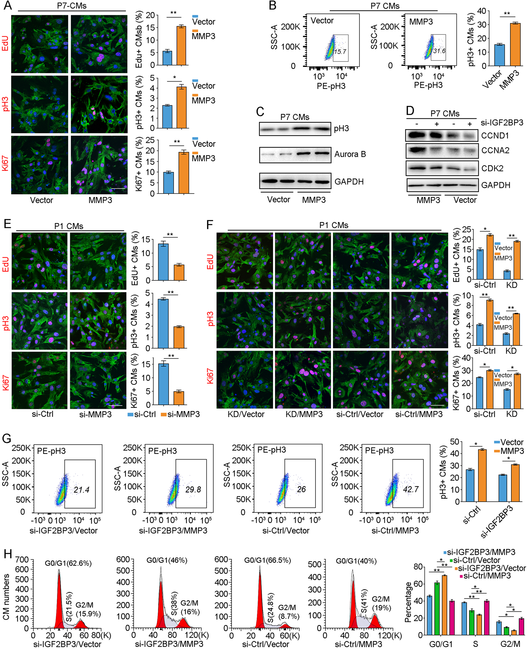 Fig. 7: MMP3 functions downstream of IGF2BP3 in CM proliferation.