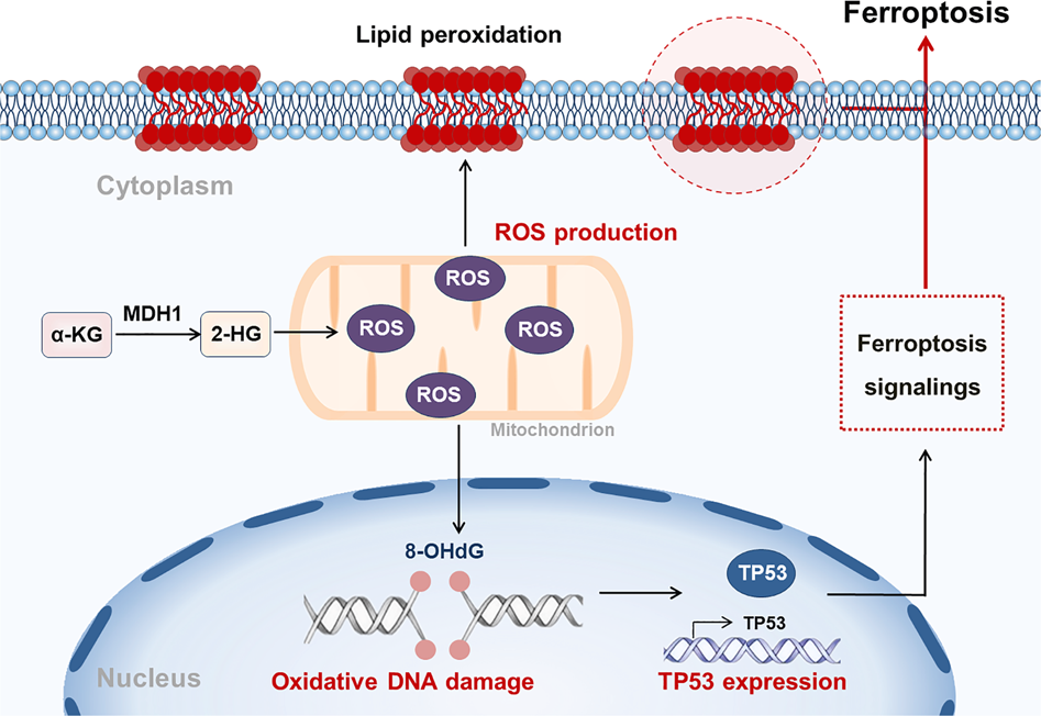 Hg versus hf in thermo