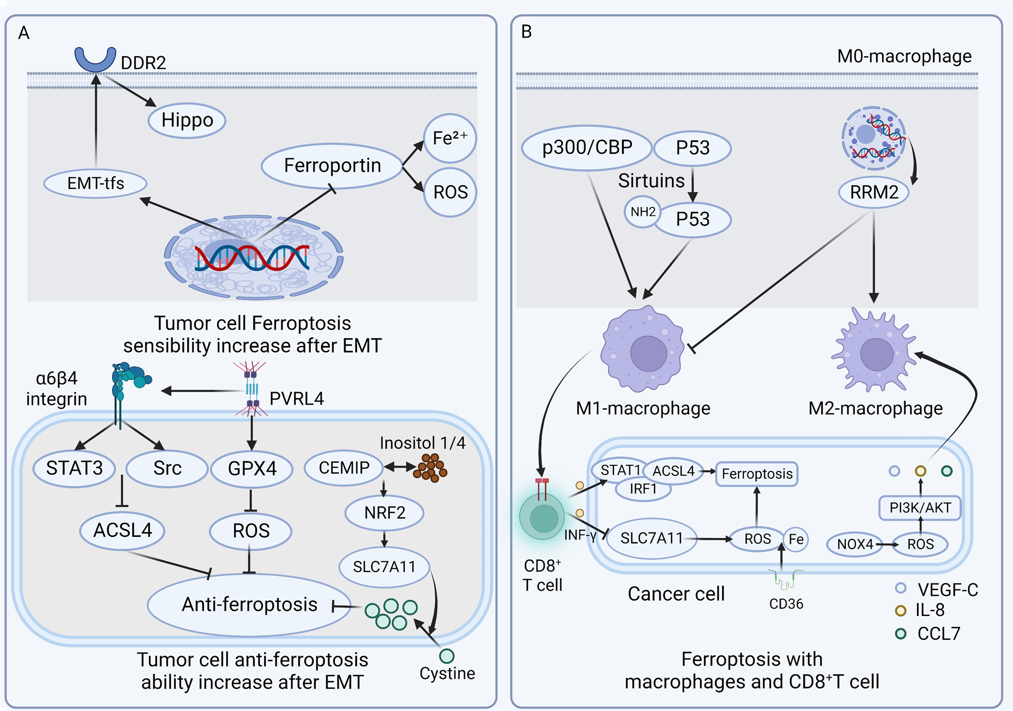 Fig. 1: Ferroptosis with EMT and immune cells in the TME.