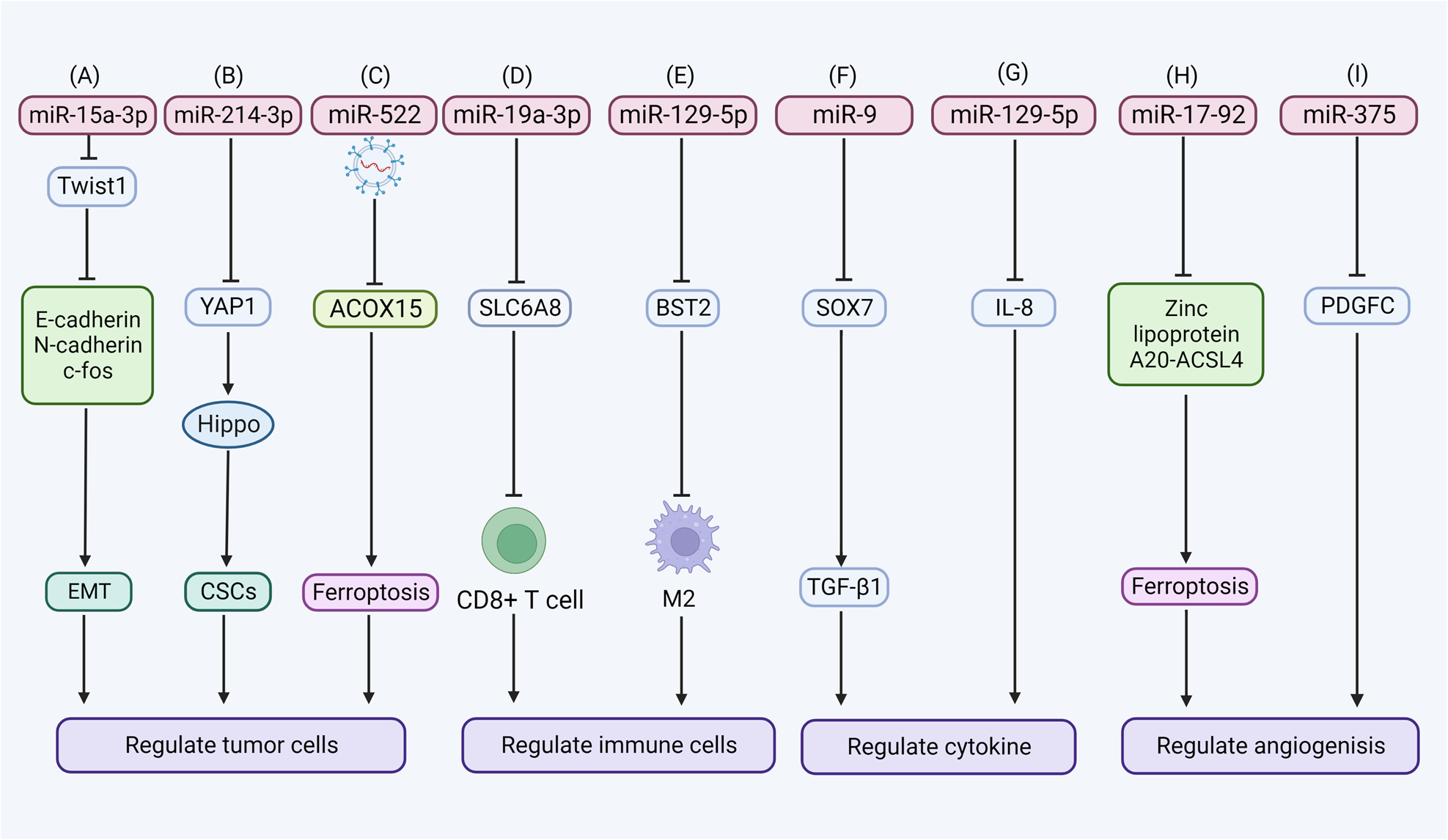 Fig. 3: The mechanisms of ferroptosis-related miRNA regulating tumor metastasis.