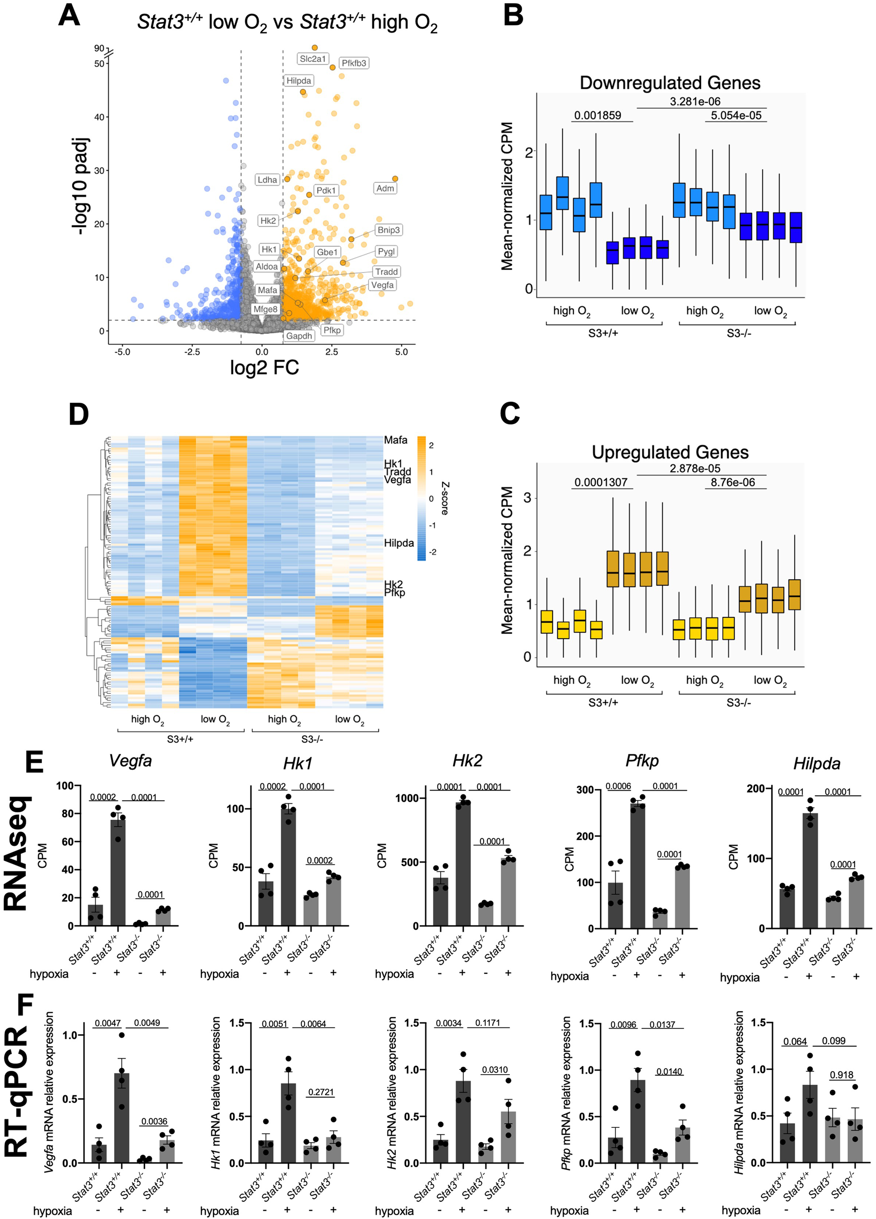 STAT3 and HIF1α cooperatively mediate the transcriptional and physiological  responses to hypoxia | Cell Death Discovery