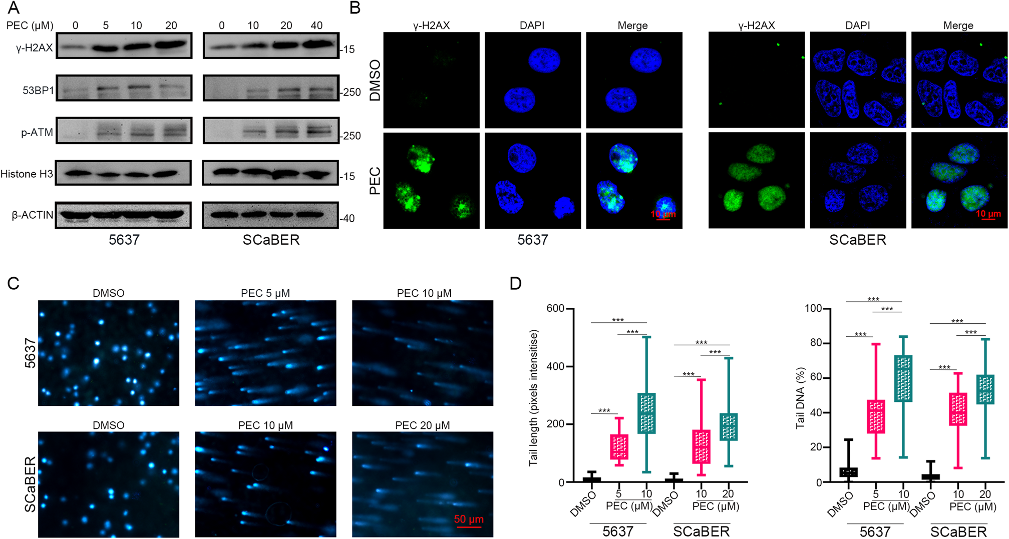 Fig. 2: PEC causes DNA damage in BLCA cells.