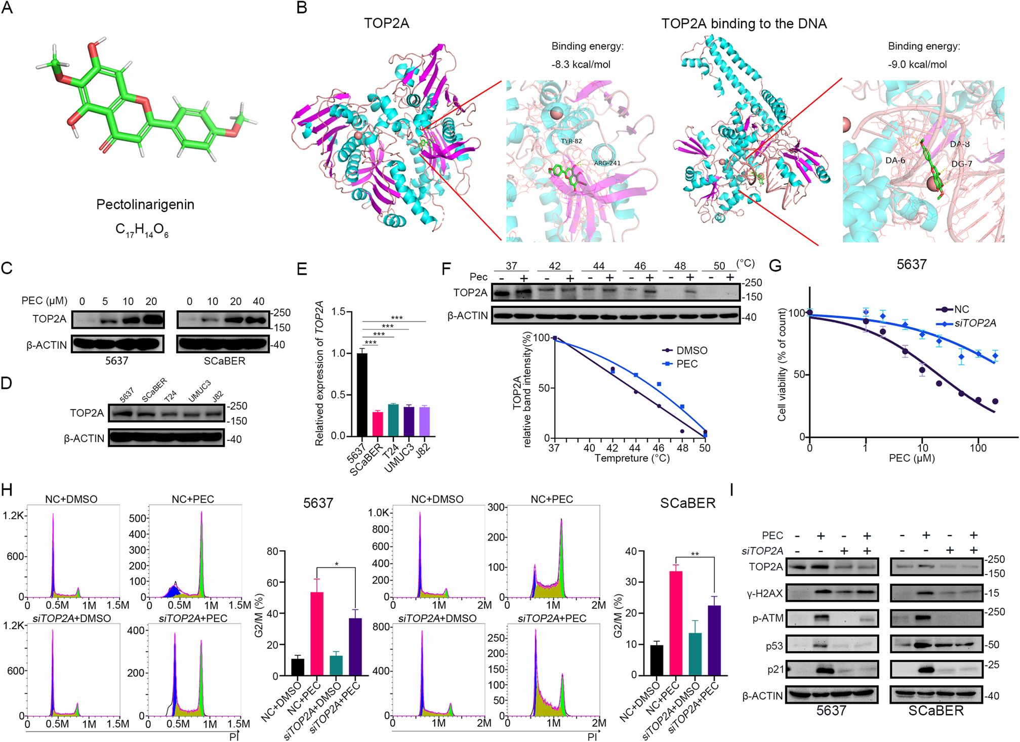 Fig. 3: PEC exerts an anti-tumor effect by targeting TOP2A.