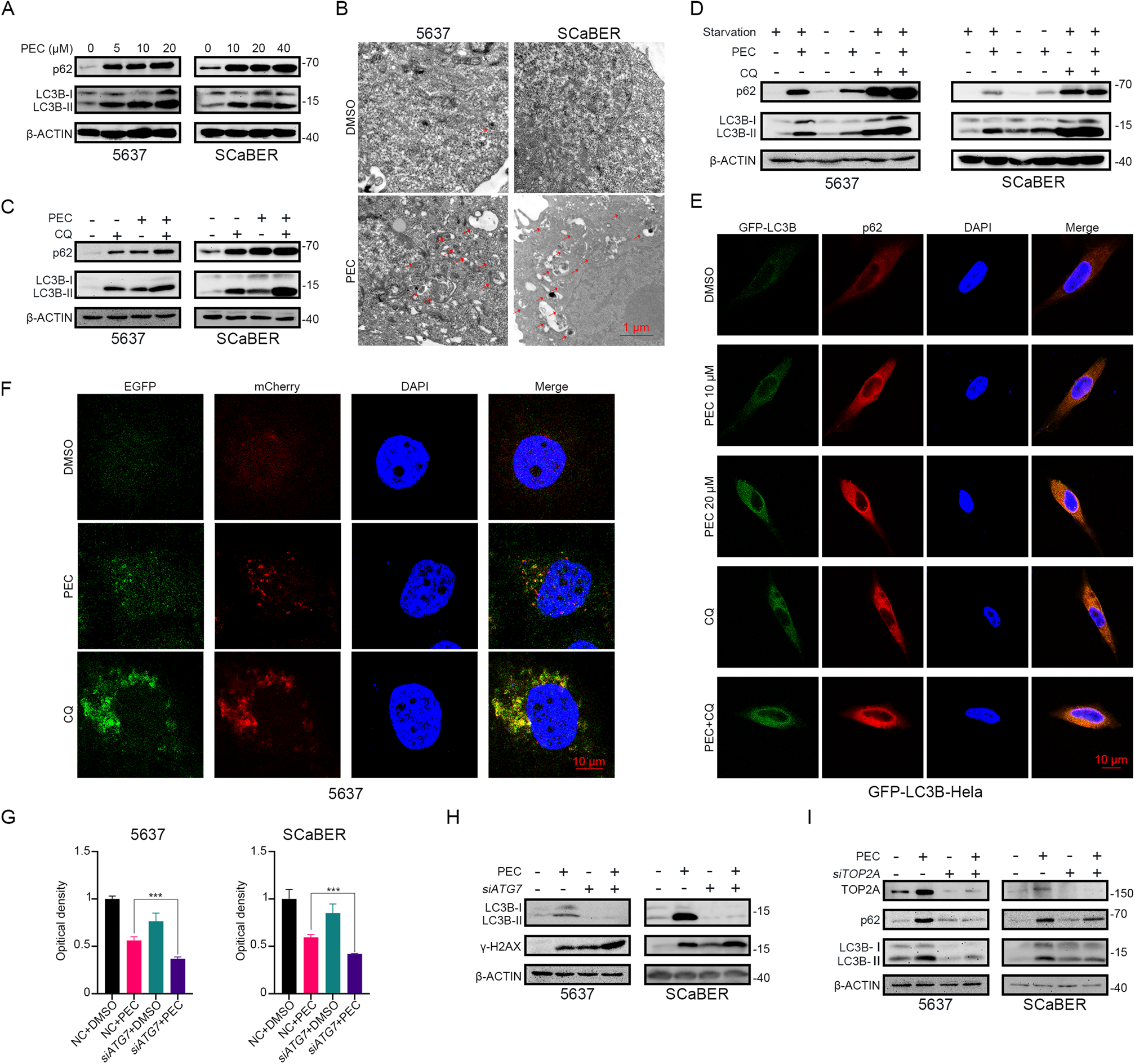 Fig. 4: PEC inhibits the autophagic flux in BLCA cells.