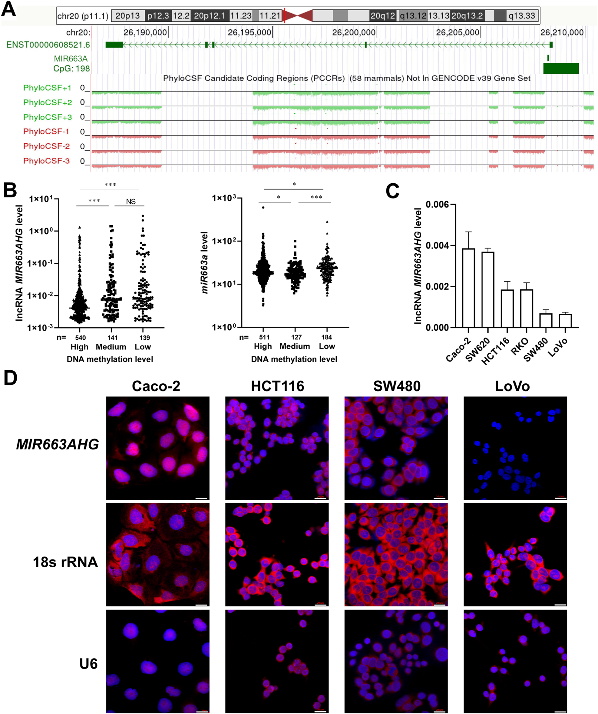 Fig. 1: Characterization of lncRNA miR663AHG.