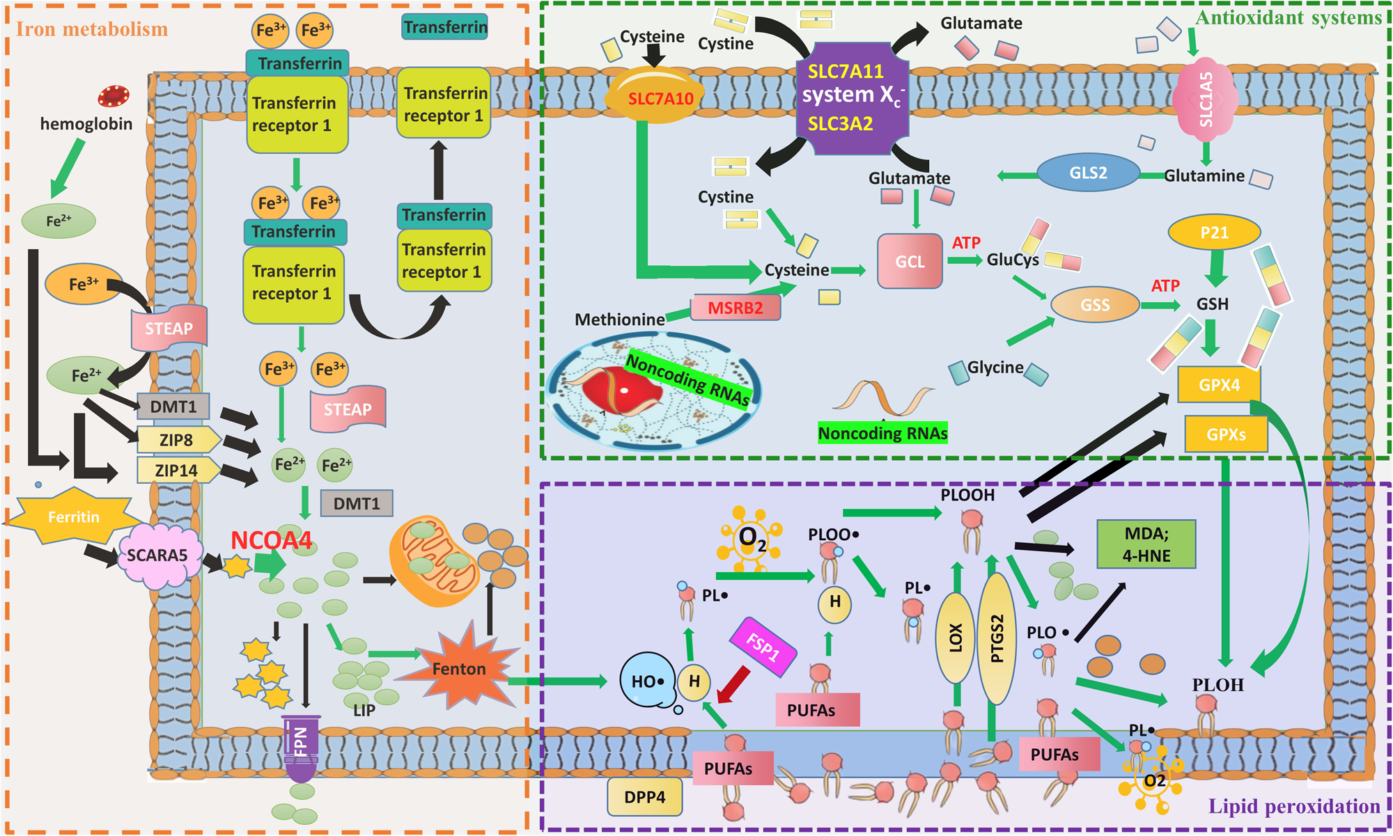 p21 and glutathione The p53-p21 pathway suppresses ferroptosis induced by cystine purified UBE1 (E1) p21 and glutathione The p21
