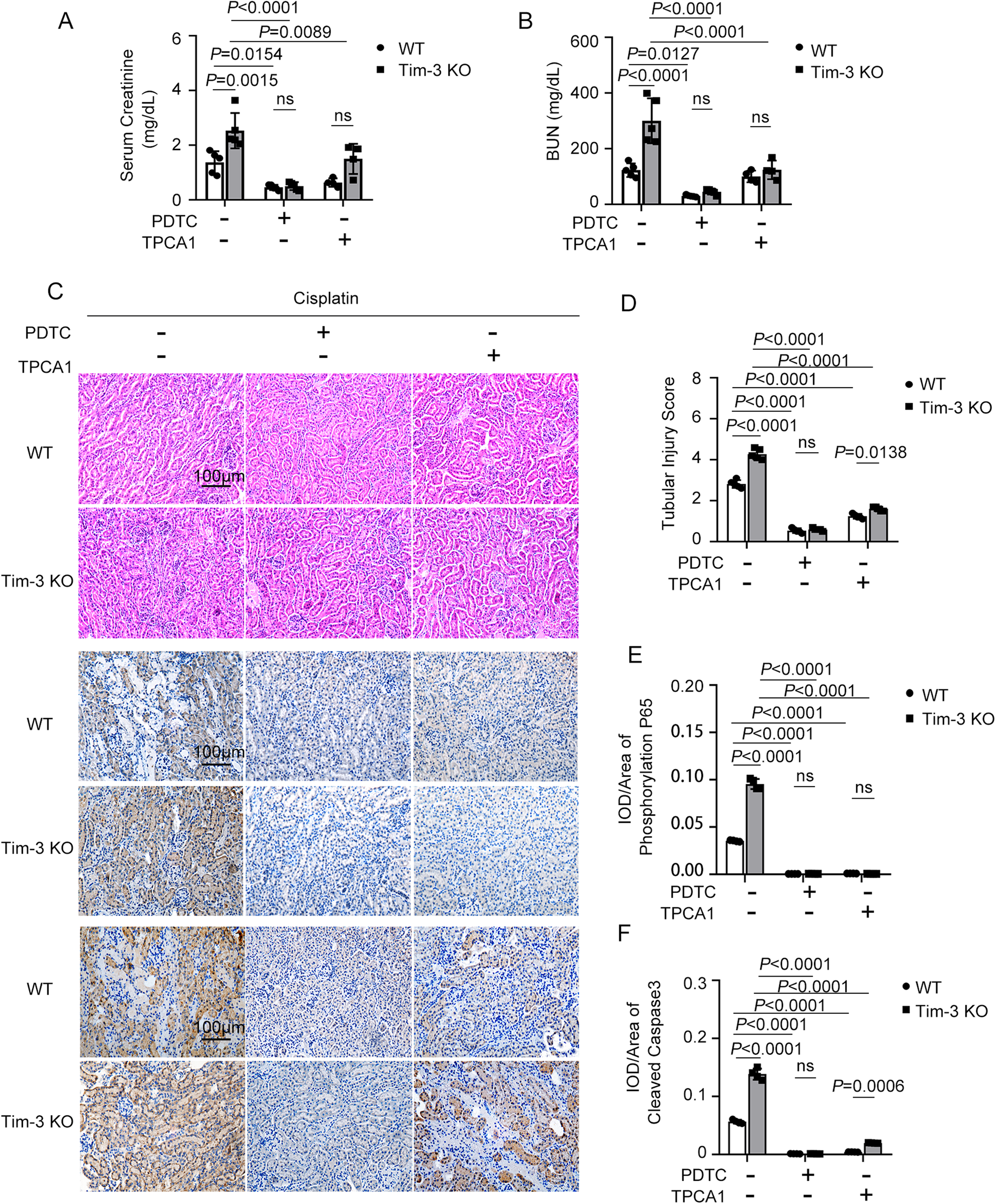 Fig. 4: NF-κB inhibitors attenuated kidney injury in Tim-3 knockout mice.