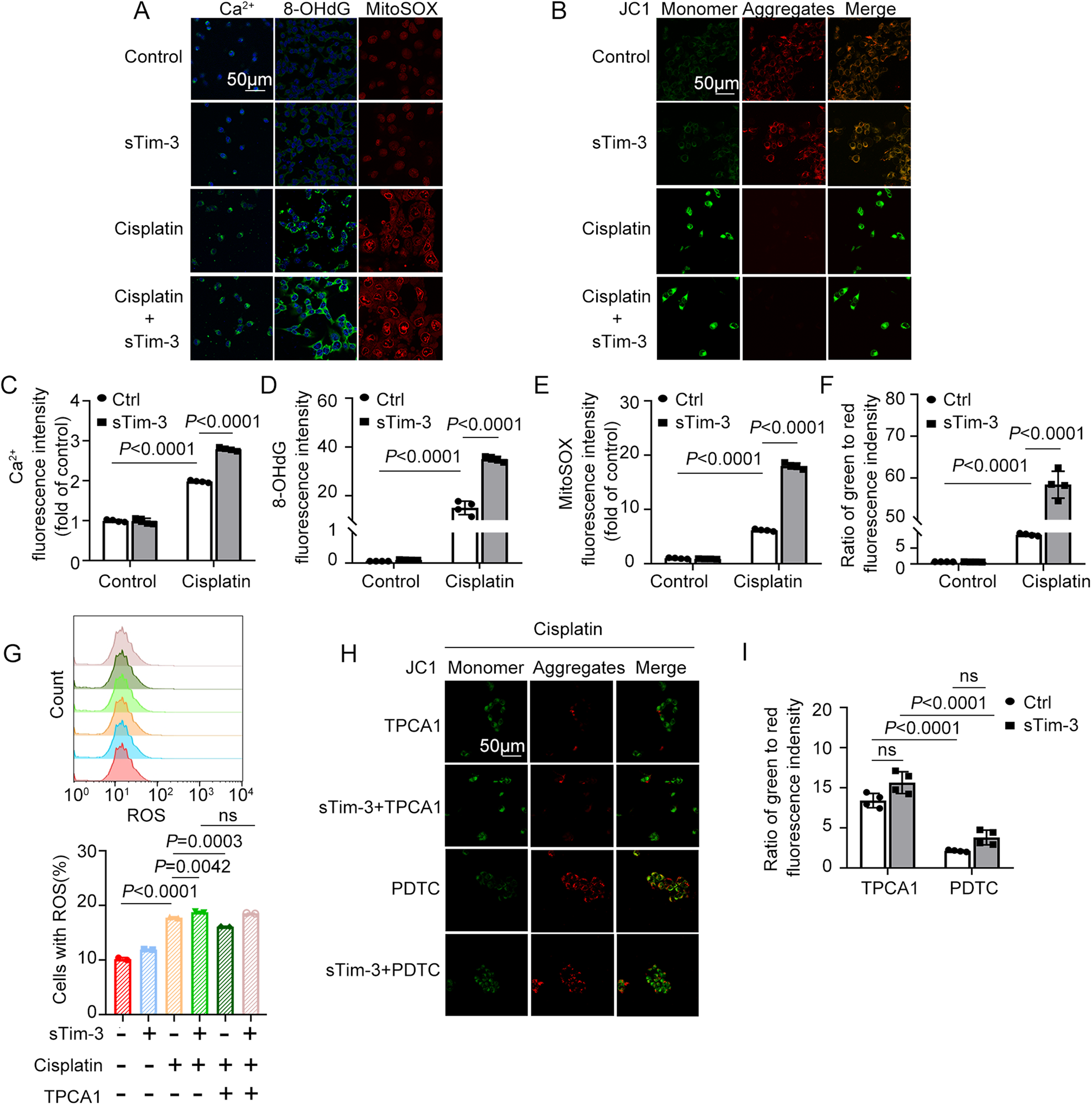 Fig. 6: The effect of sTim-3 and NF-κB inhibitors on cisplatin-induced mitochondrial oxidative stress in BUMPT cells.