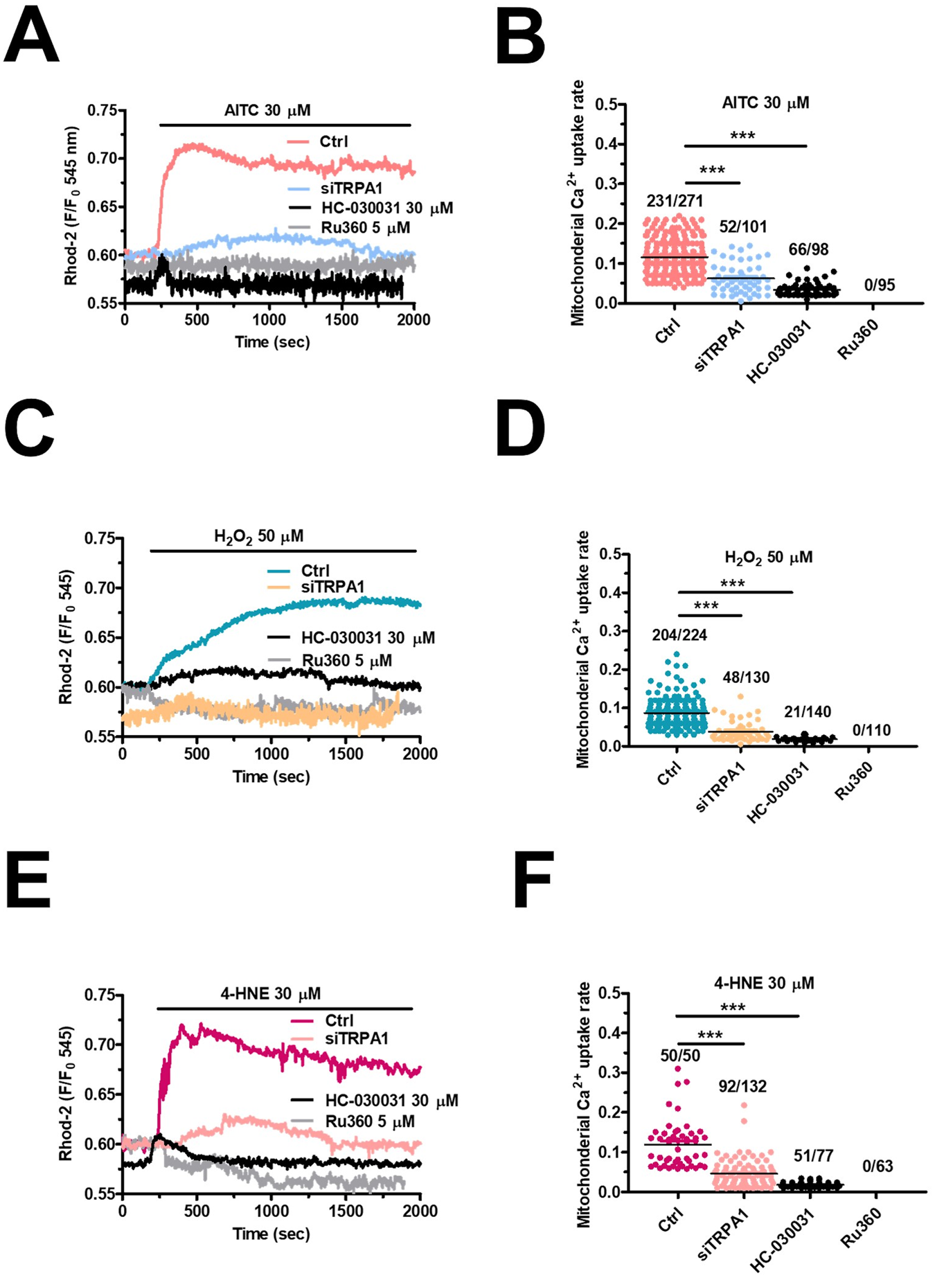 Fig. 4: TRPA1 activation induces mitochondrial Ca2+ overload in primary cultures of mCRC cells.