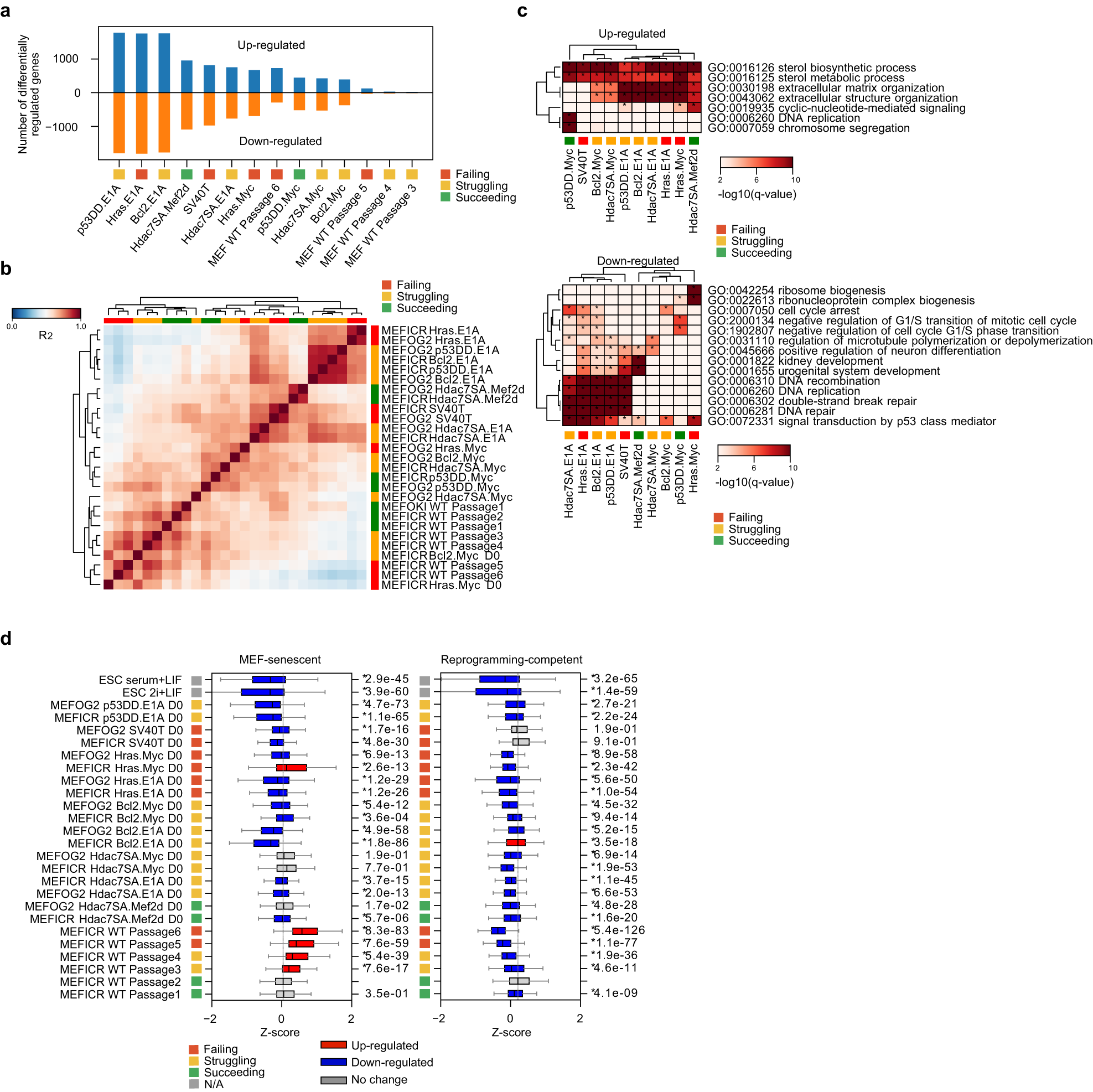 Fig. 3: The immortalized MEFs are widely divergent from wildtype MEFs.