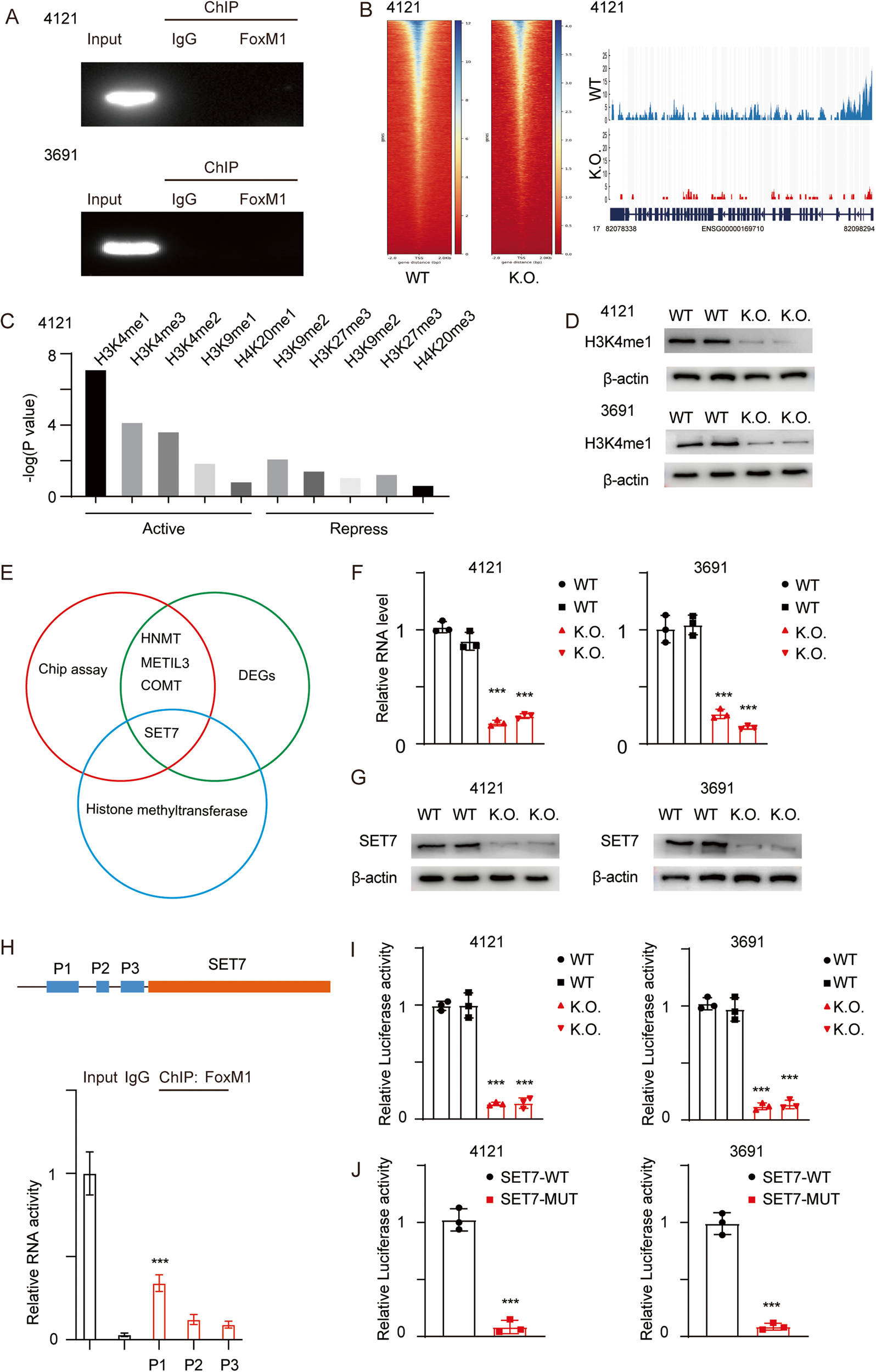 Fig. 6: FOXM1 directly promotes the transcription of SET7.