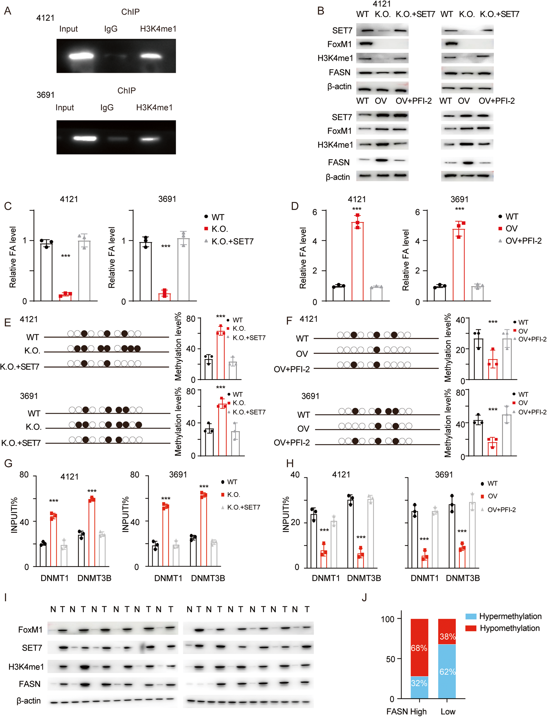 Fig. 7: The FOXM1-SET7-H3K4me1 axis maintains FASN expression.