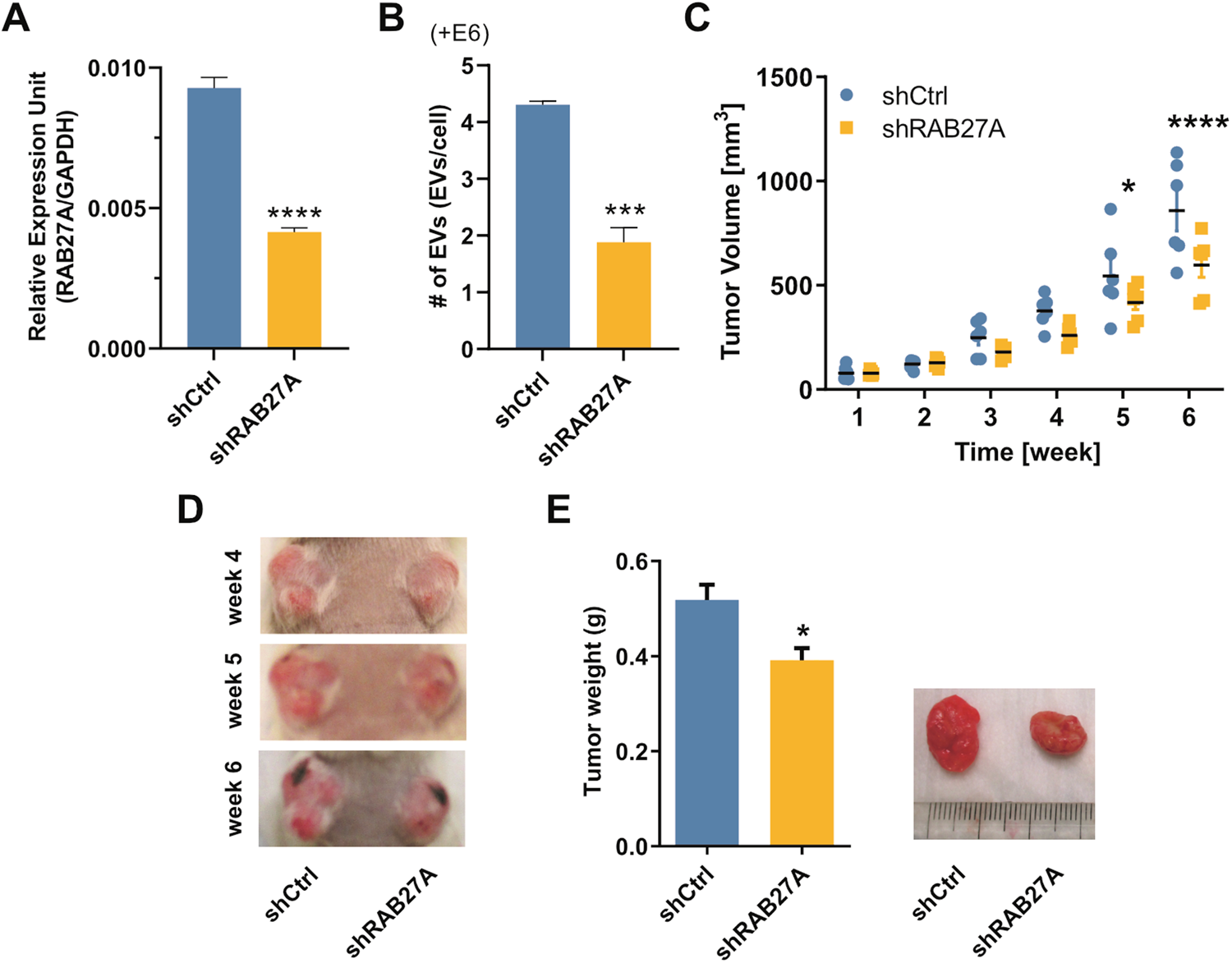 Fig. 2: Inhibition of EV-production interferes with primary cSCC tumor growth in vivo.
