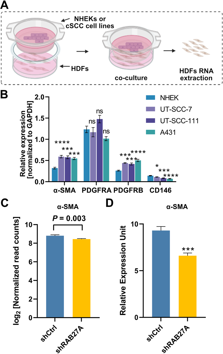 Fig. 4: cSCC cells stimulate the transformation of fibroblasts to cancer-associated fibroblasts via soluble mediators.