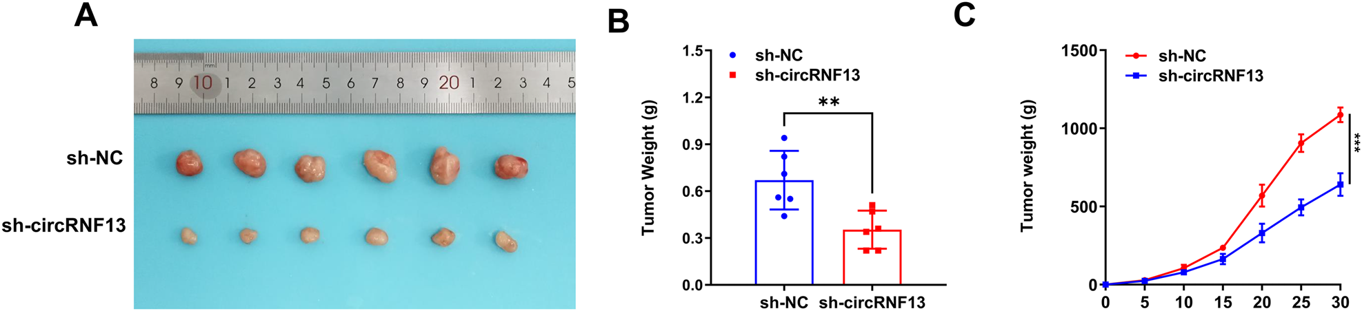 Fig. 3: CircRNF13 enhances the radioresistance of cervical cancer cells in vivo.