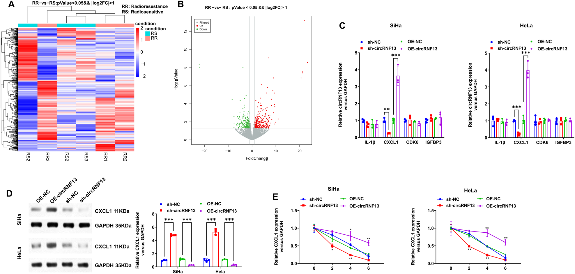 Fig. 5: CircRNF13 increase the stability of CXCL1 mRNA.