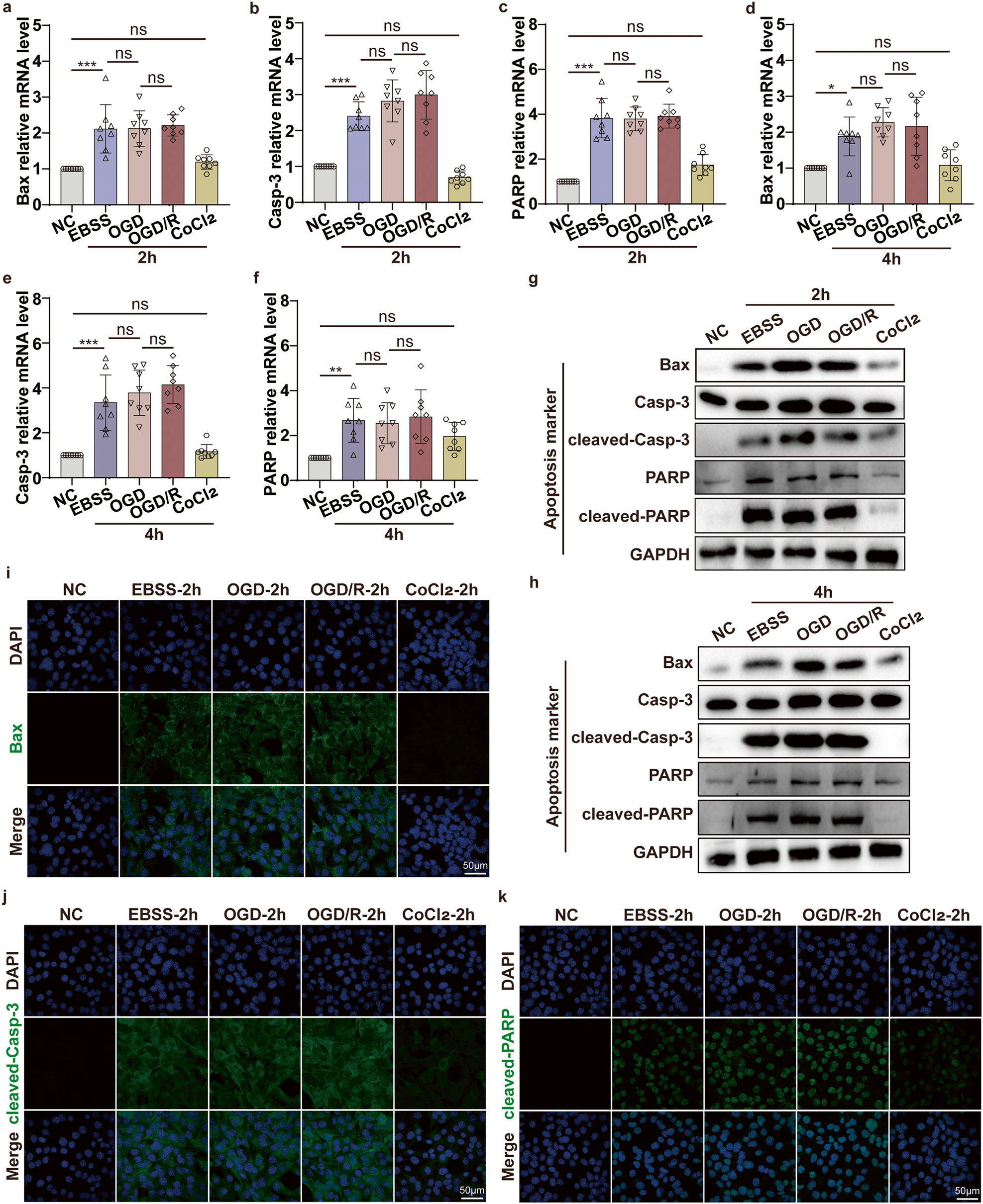 Fig. 4: OGD ischemia and hypoxia model does not alter the ischemic-induced cell apoptosis via the Casp-3/PARP pathway in vitro.