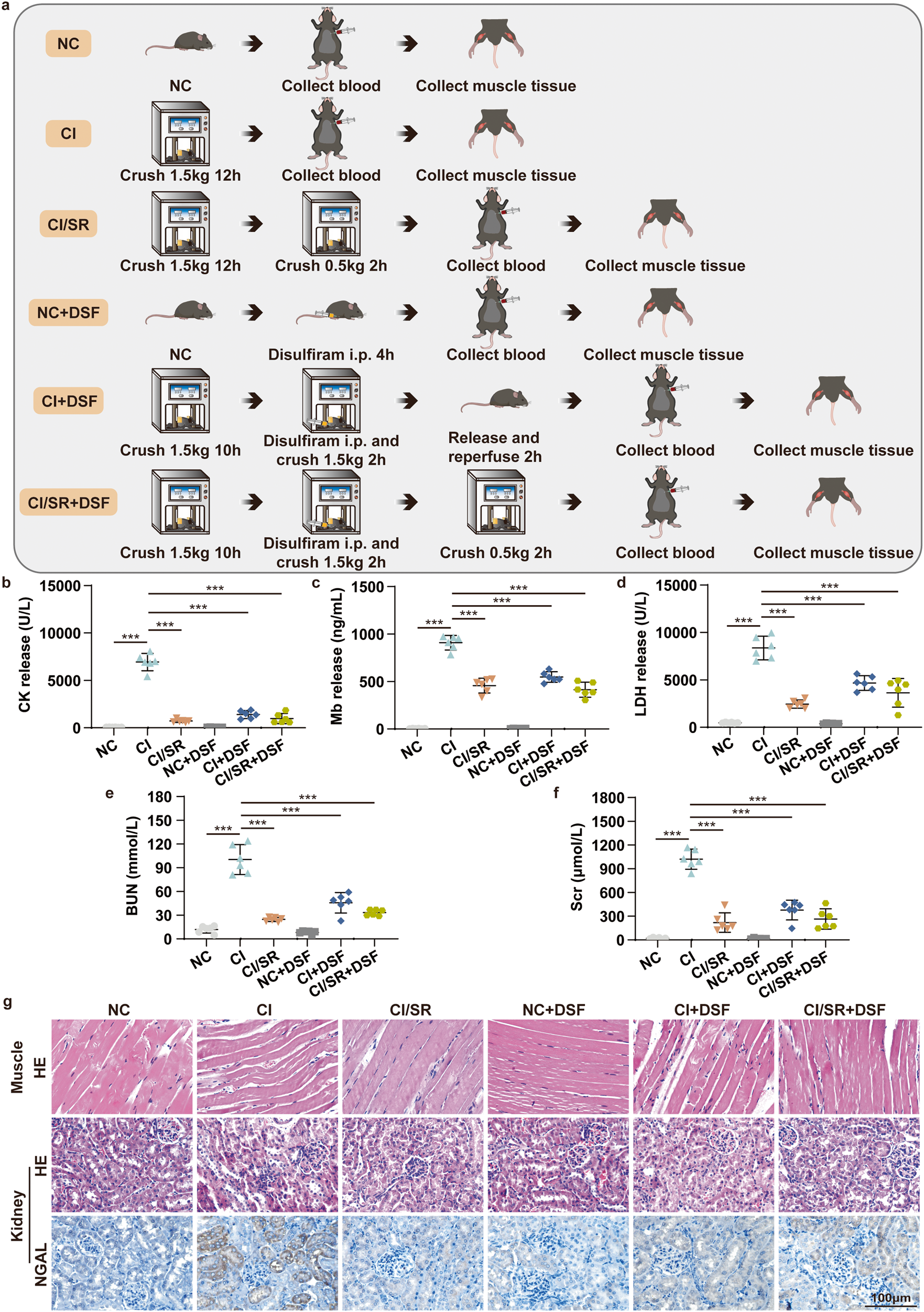 Fig. 7: Delayed step-by-step decompression and/or pyroptotic inhibitor therapy alleviates skeletal muscle and kidney injury of CS-AKI mice induced by CI.