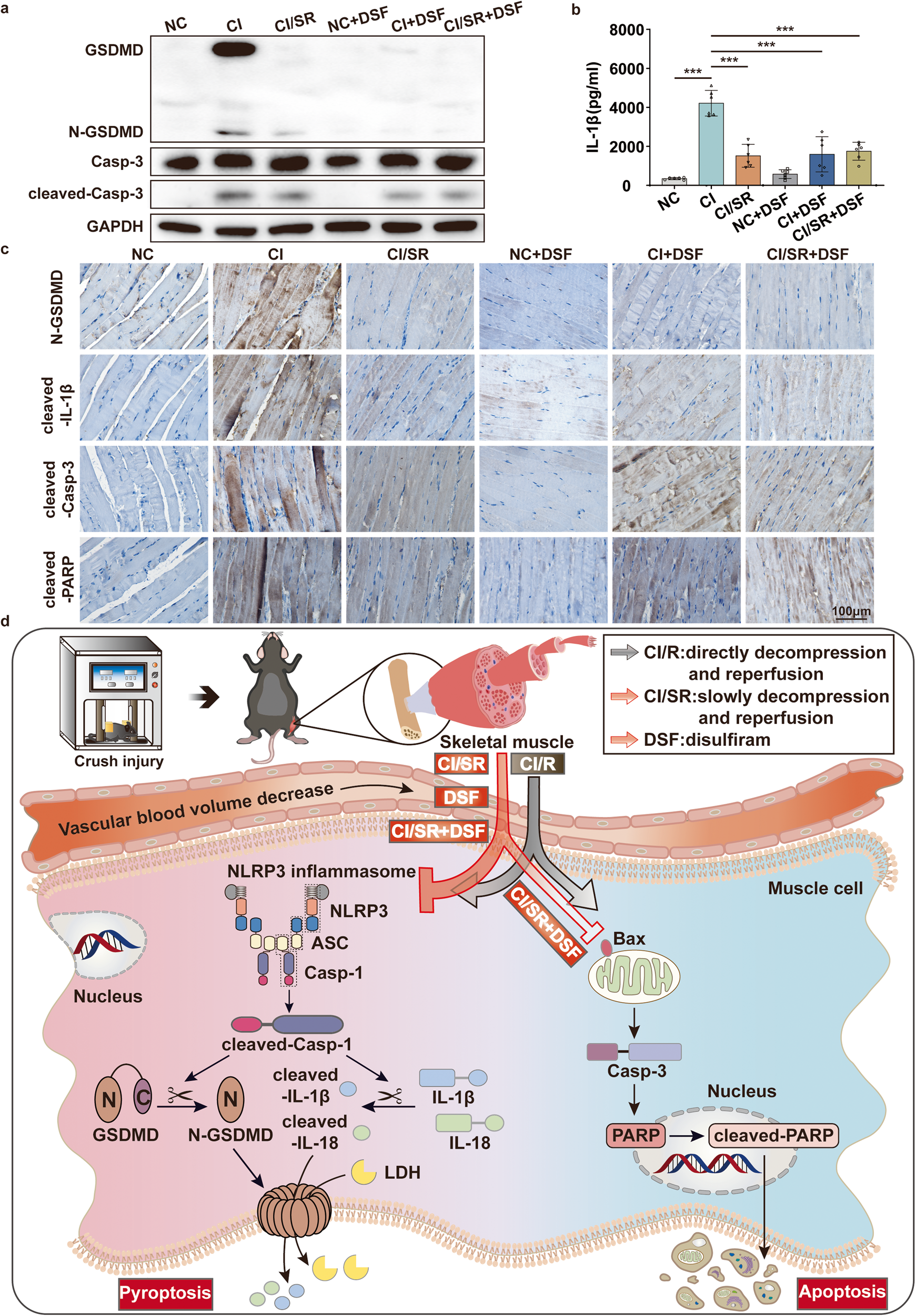 Fig. 8: The synergism of delayed step-by-step decompression and pyroptotic inhibitor DSF therapy reduce pyroptosis and apoptosis-associated molecules expression of skeletal muscle in CI.