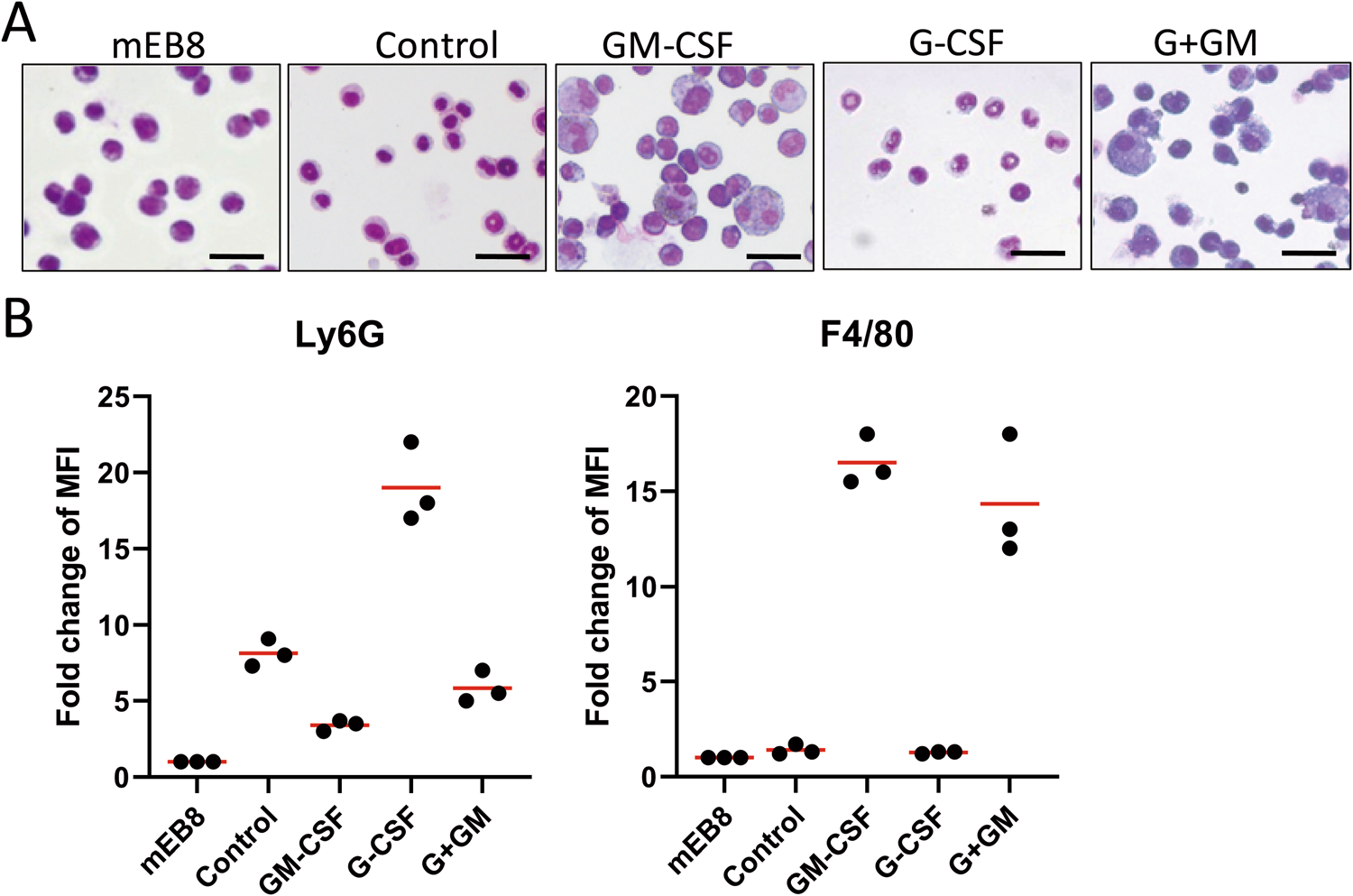 Selective activation of STAT3 and STAT5 dictates the fate of myeloid  progenitor cells | Cell Death Discovery