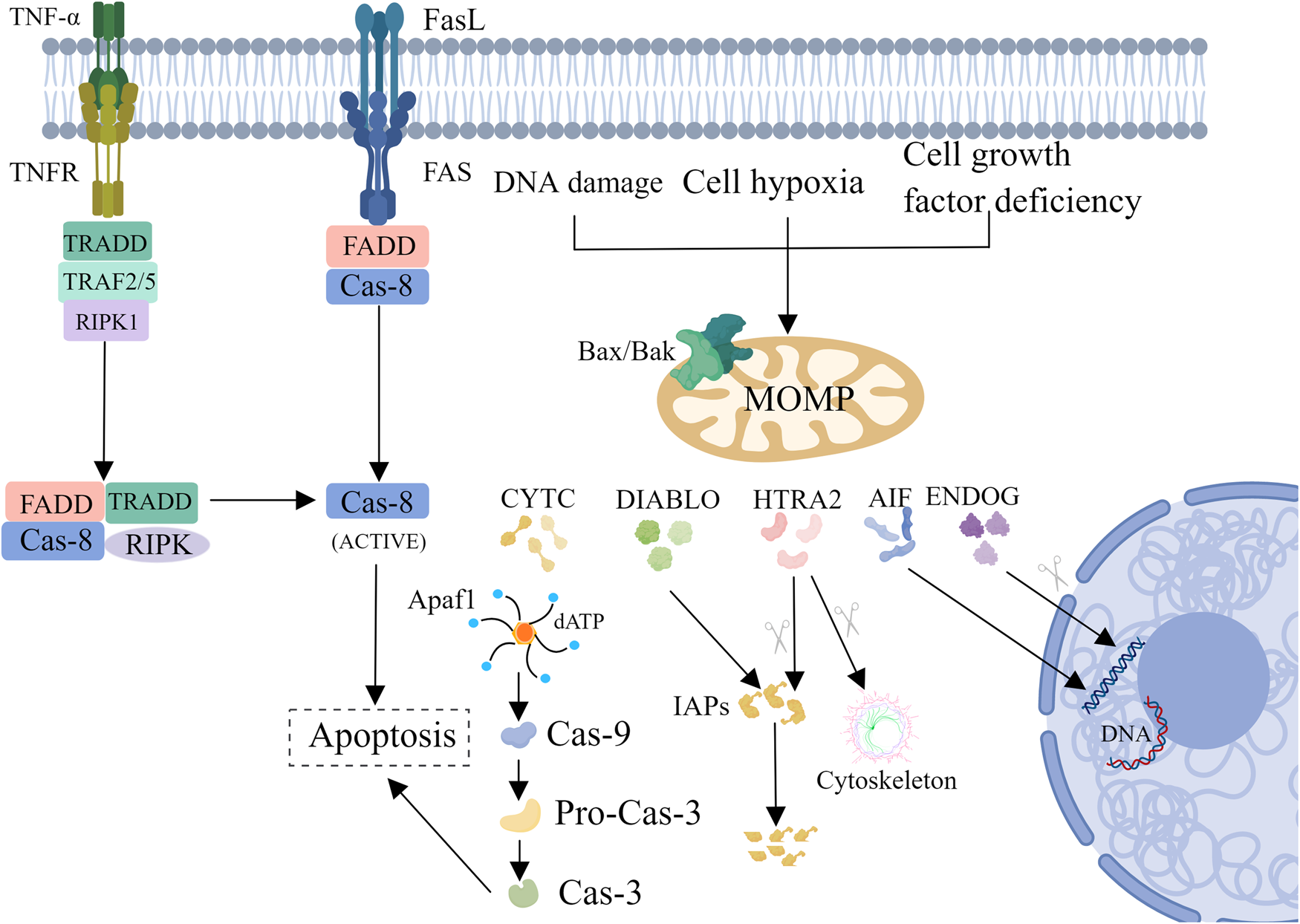 Different types of cell death and their shift in shaping disease