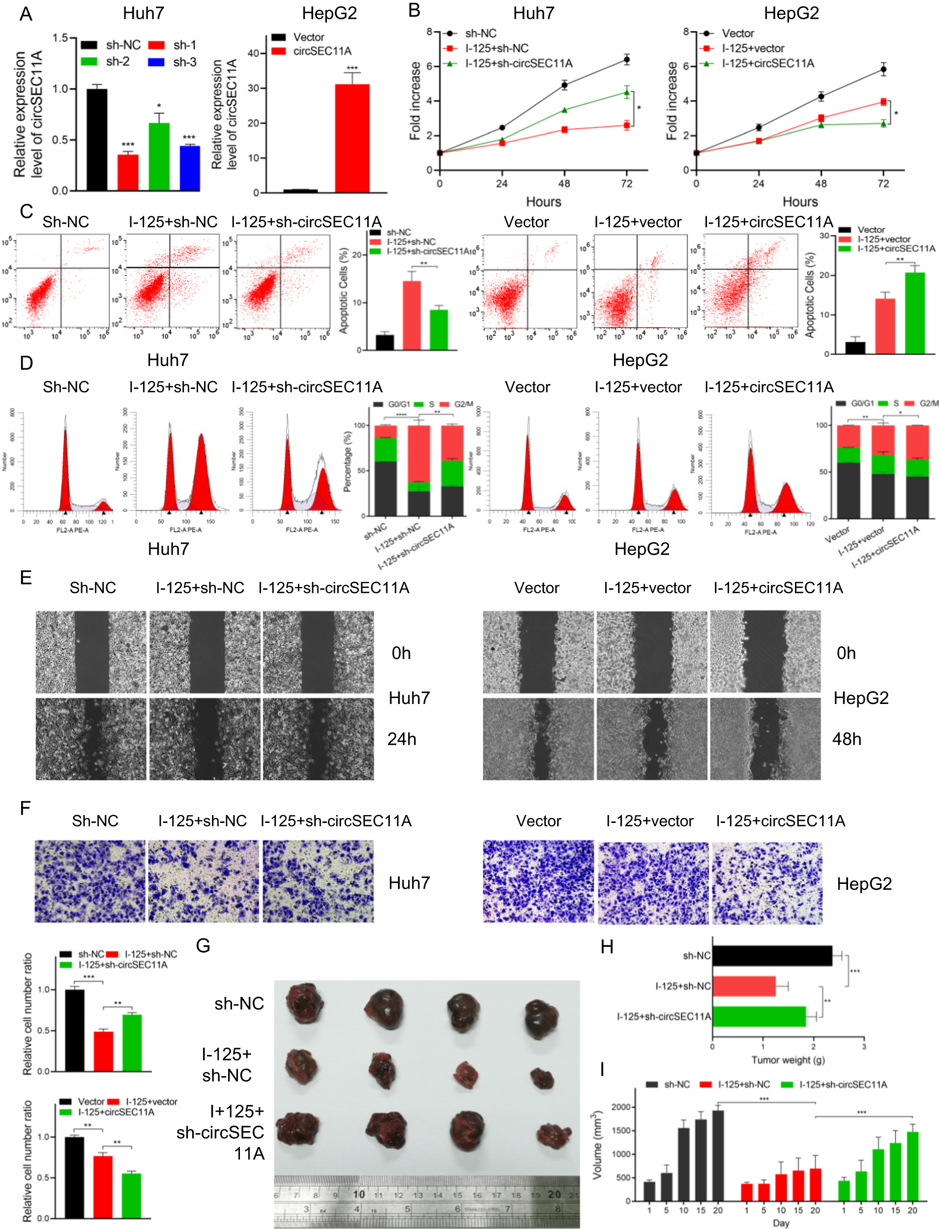 Fig. 2: CircSEC11A promotes the I-125-induced anticancer effect on HCC.